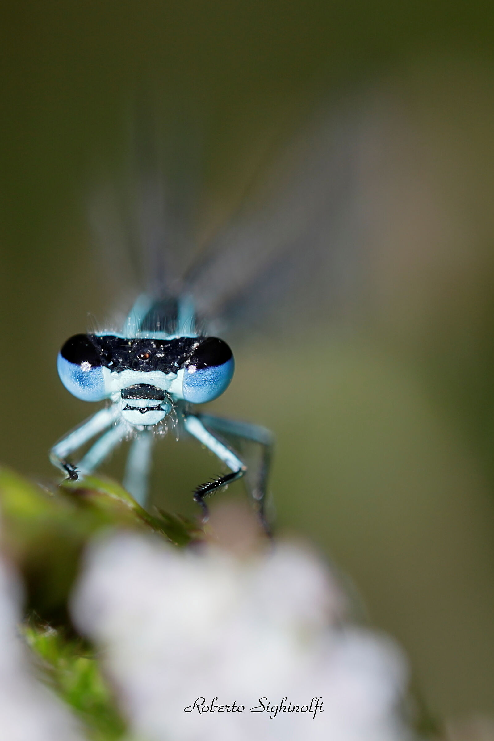 Close-up on white flower