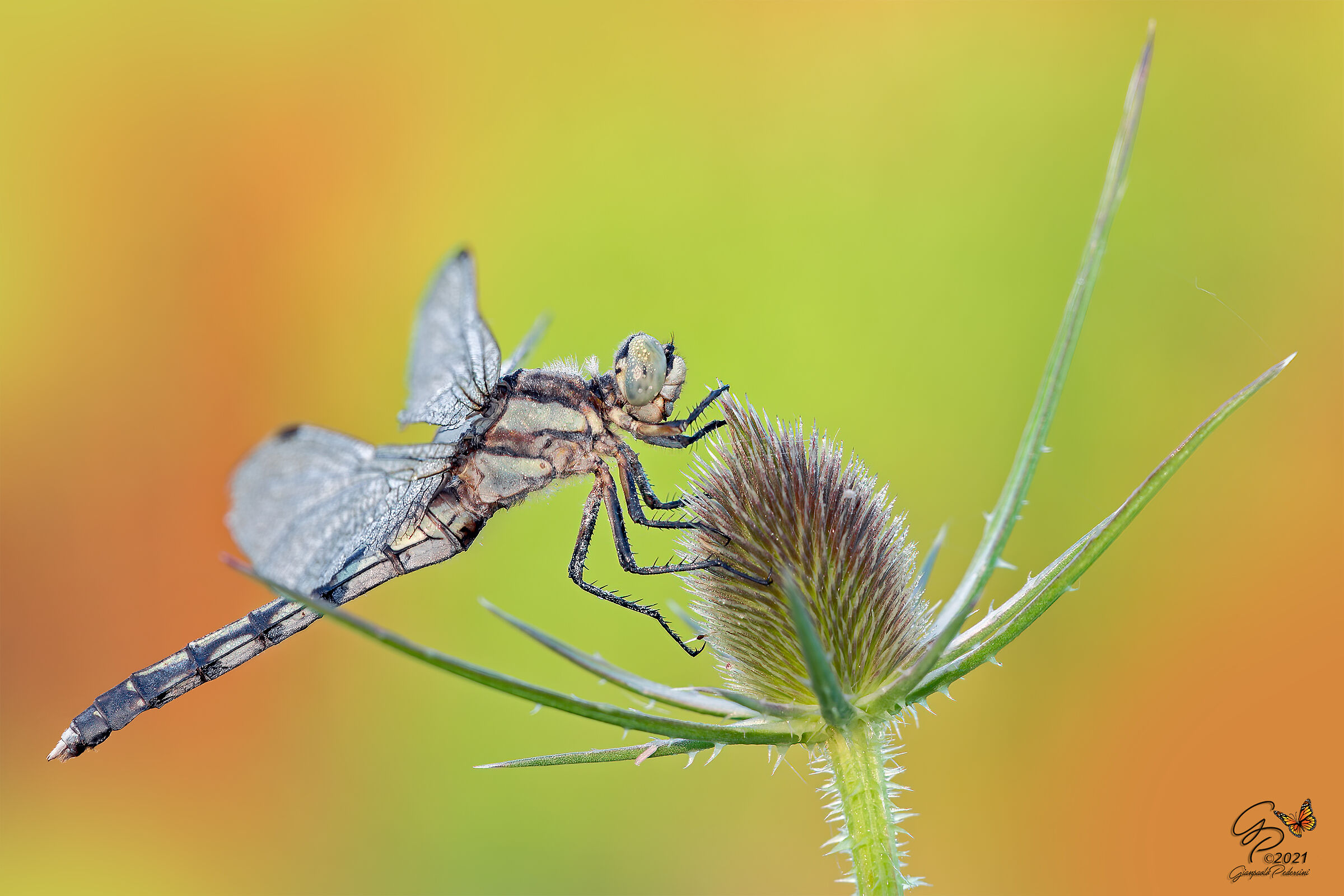 Orthetrum albistylum