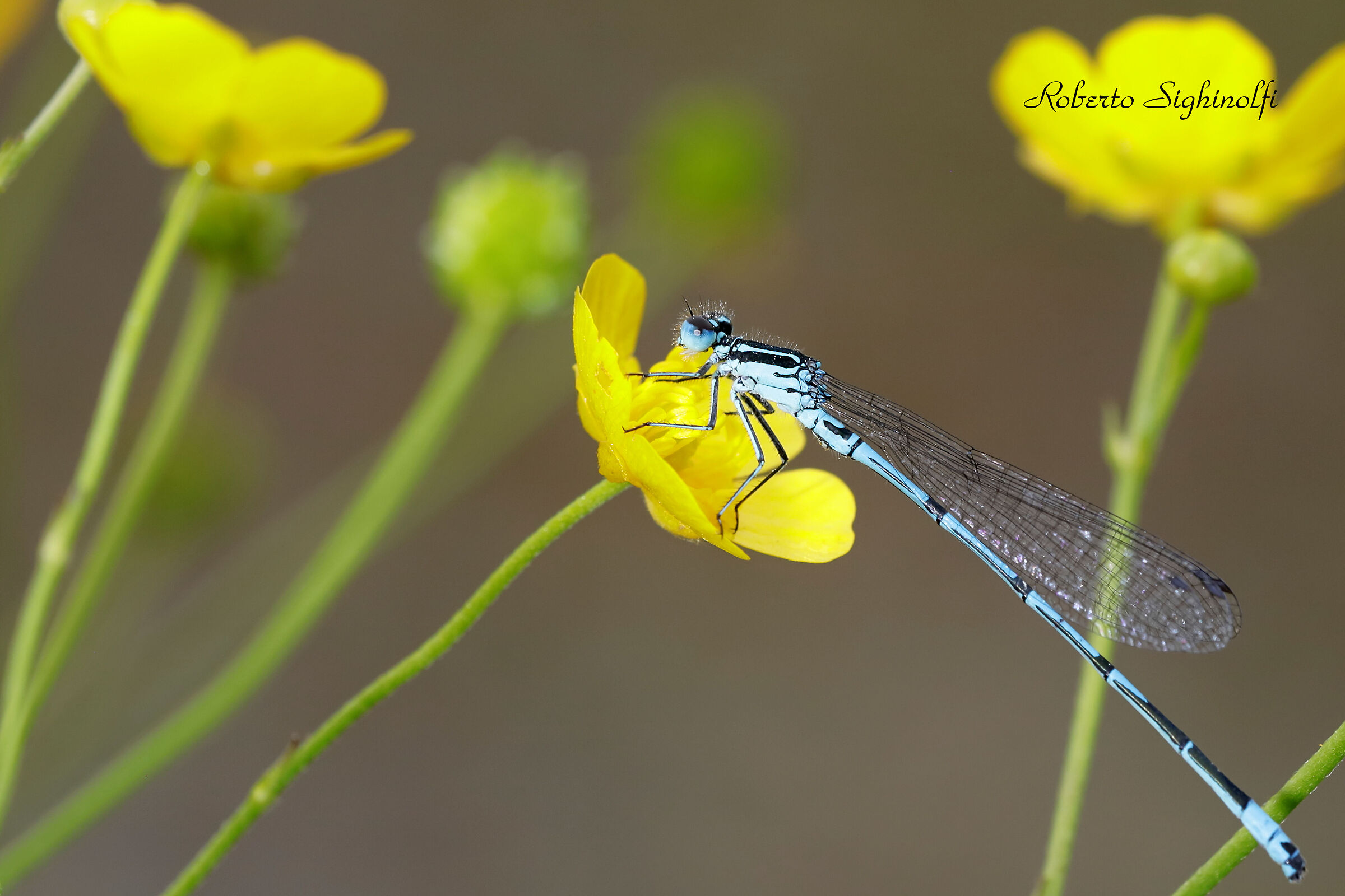 Setting on buttercup