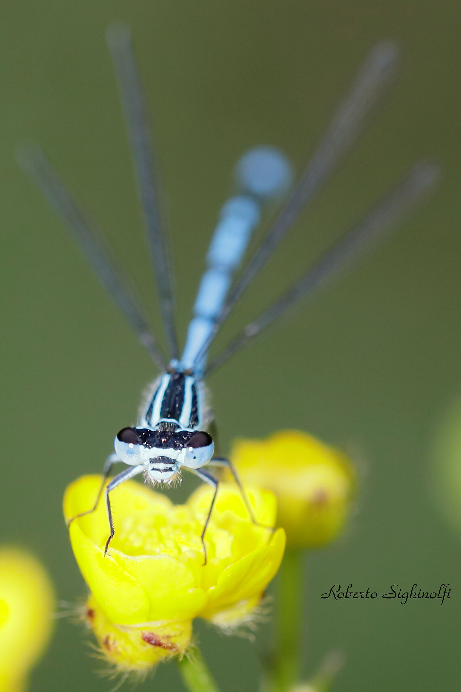 Close-up on buttercup