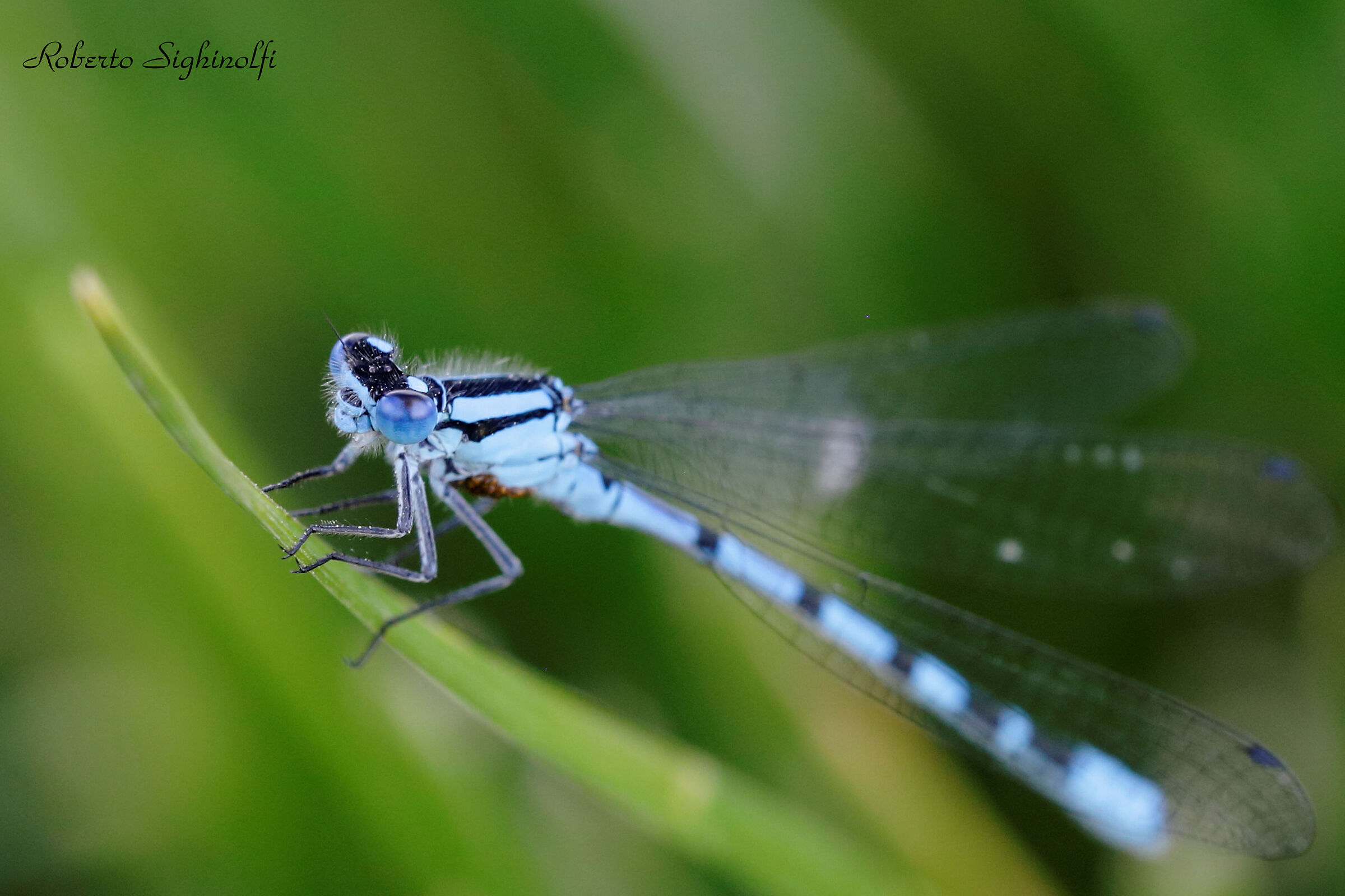 Close-up on blade of grass