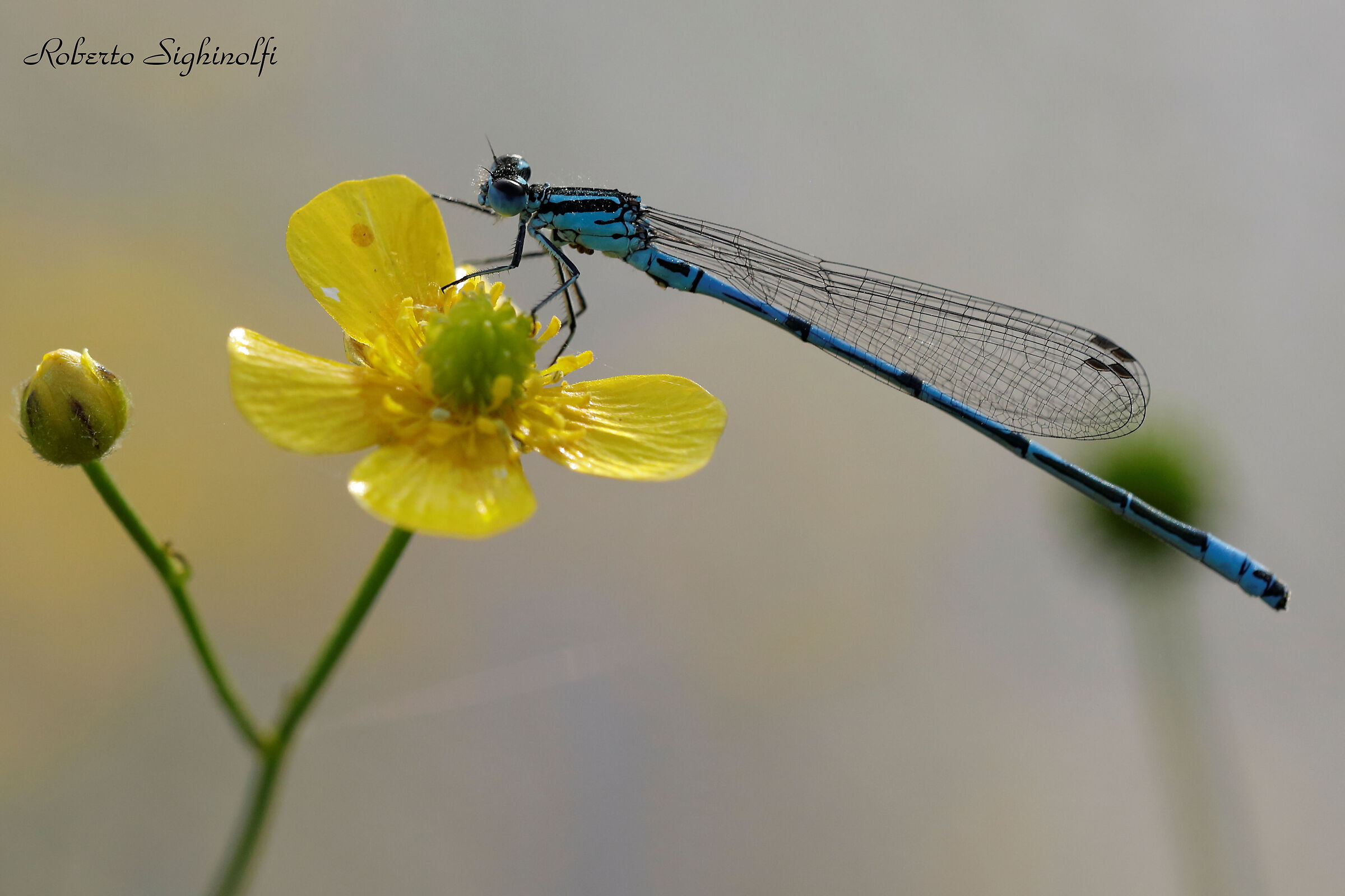 Setting on buttercup