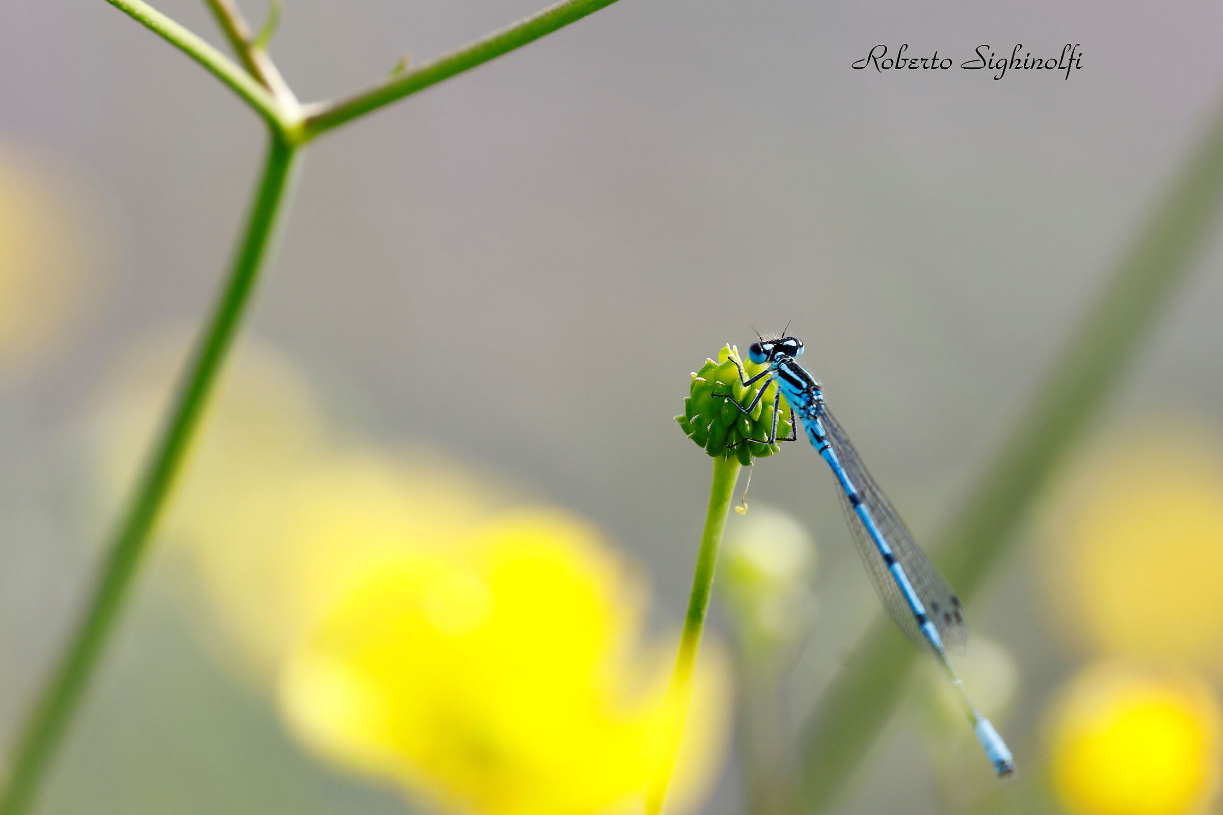 Setting among the buttercups