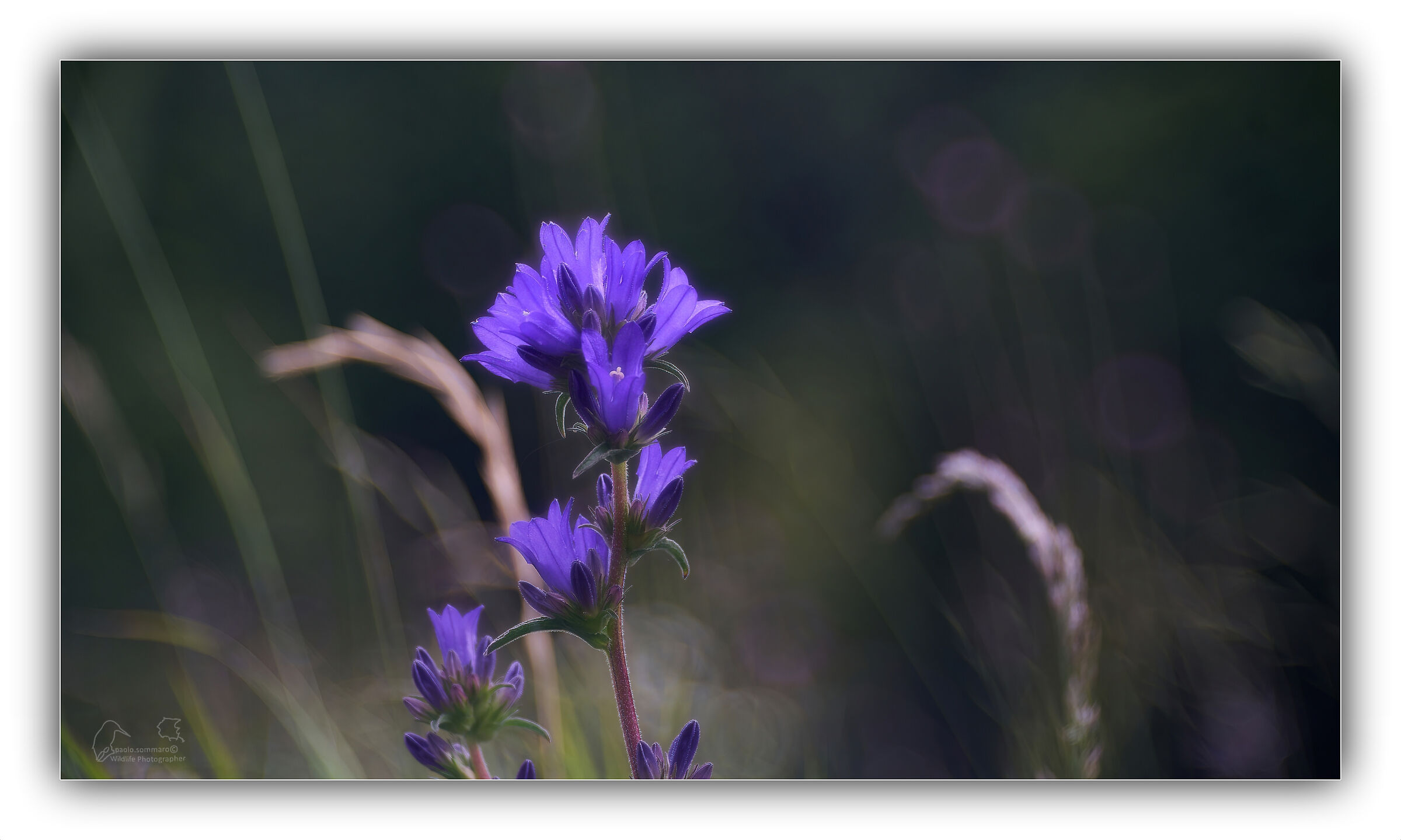 Un fiore nel vento