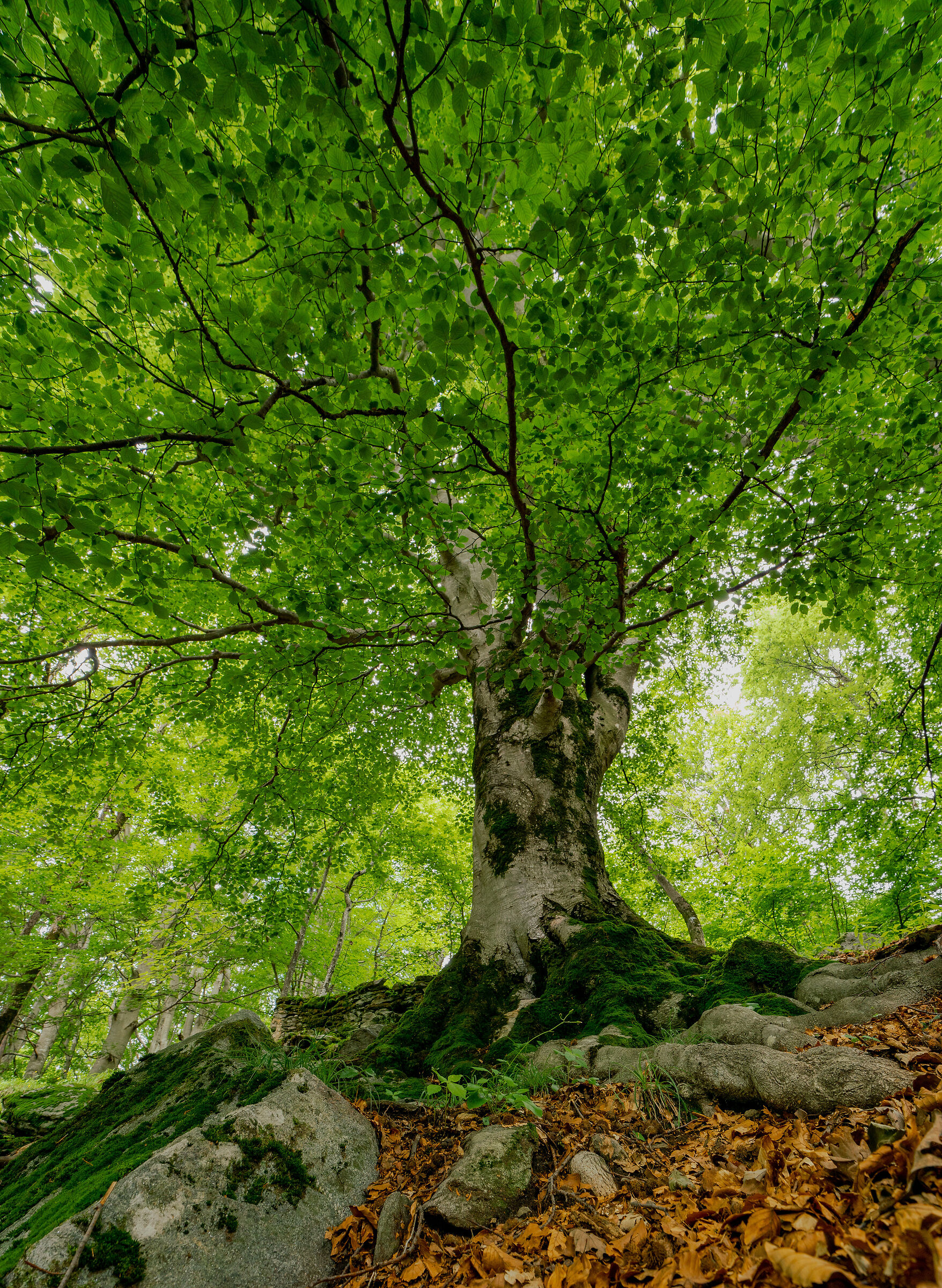 The Beech
