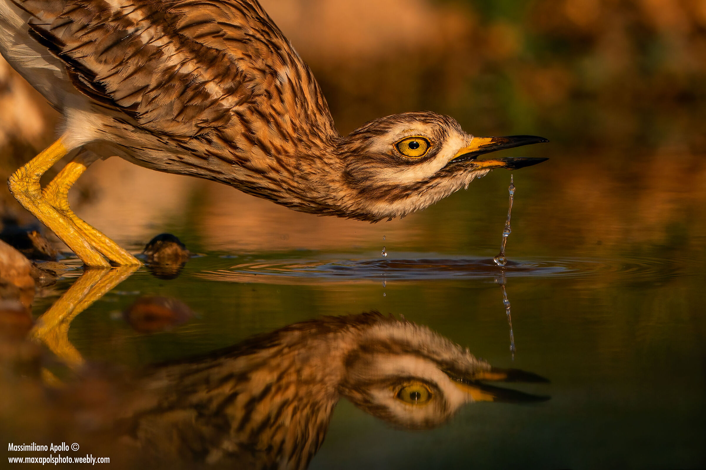 la sete dell'occhione..