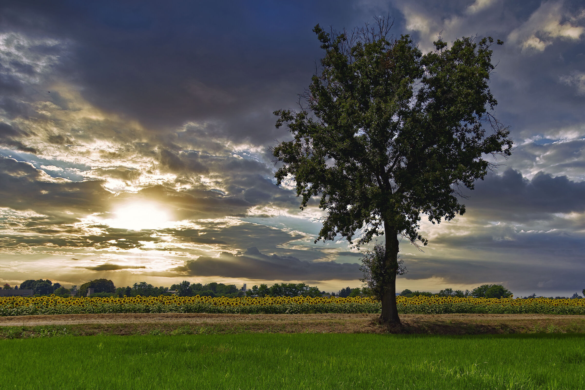 Girasoli al tramonto