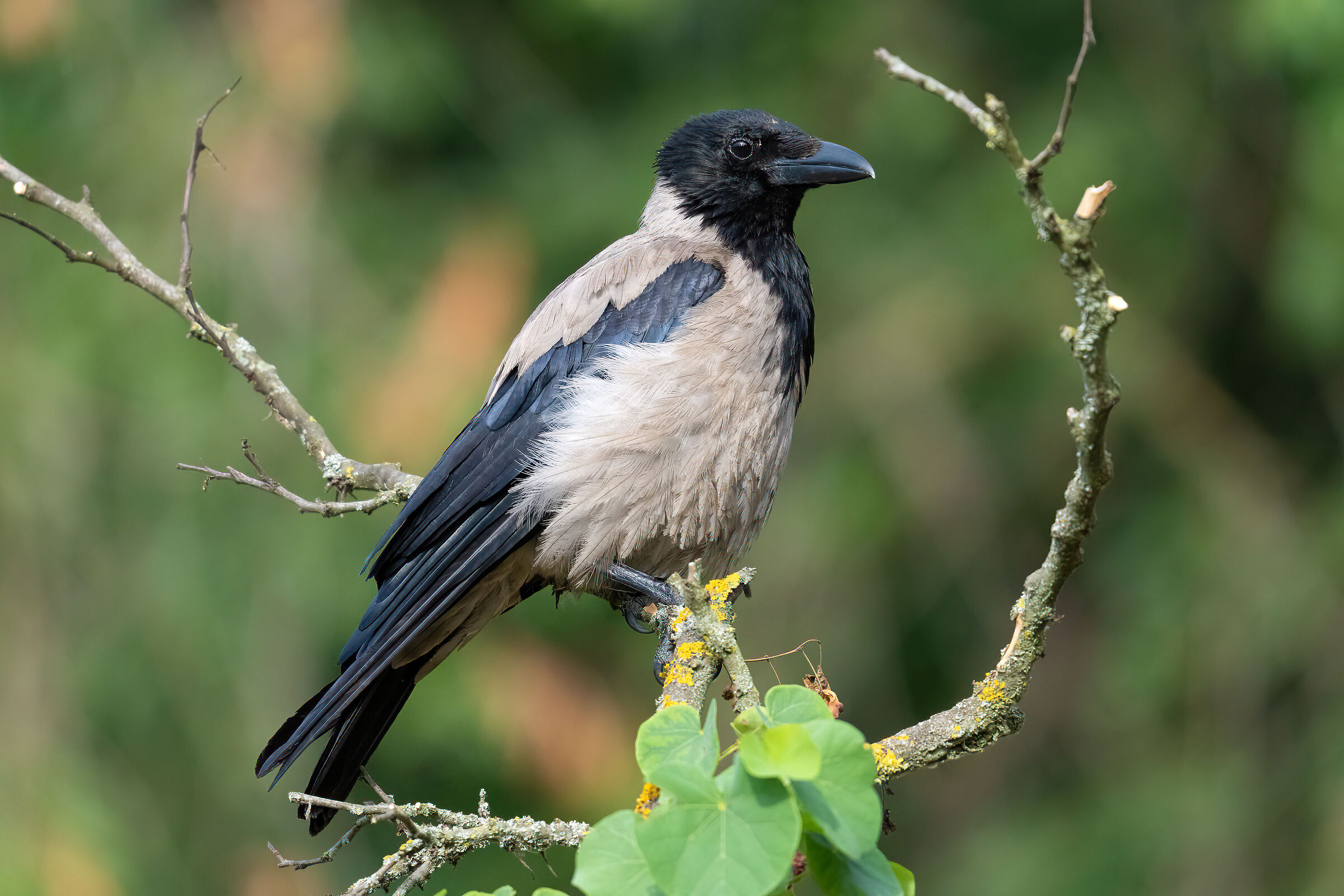 Hooded crow (Cornacchia grigia)