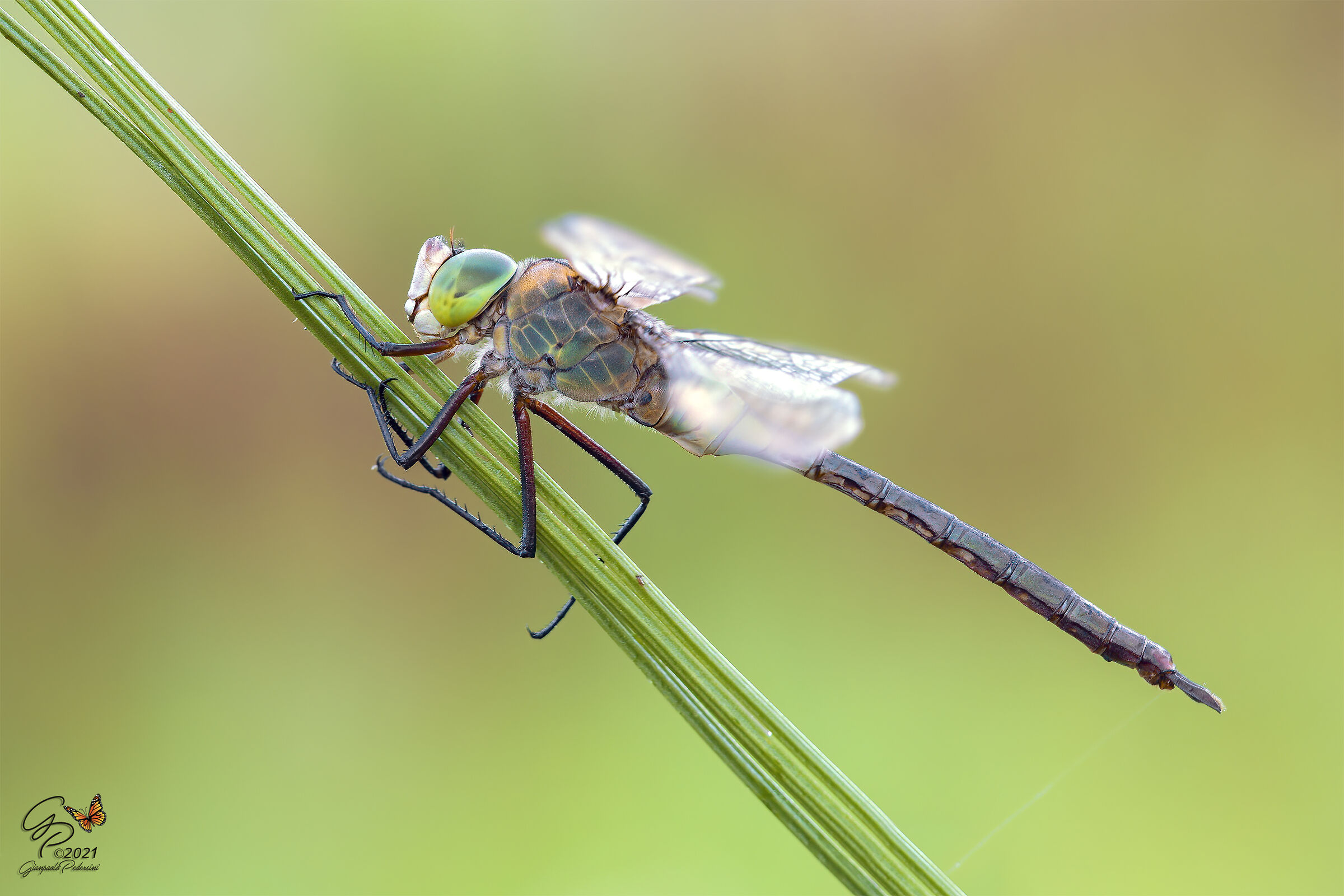 Anax parthenope