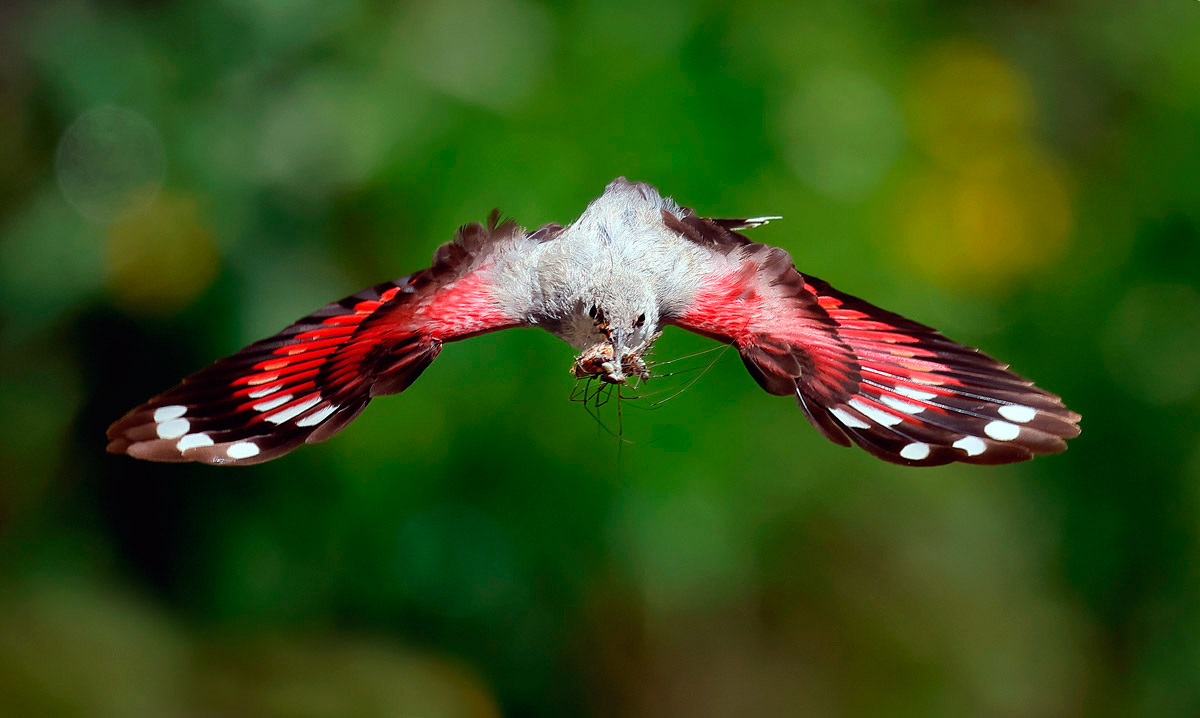Picchio Muraiolo volo frontale
