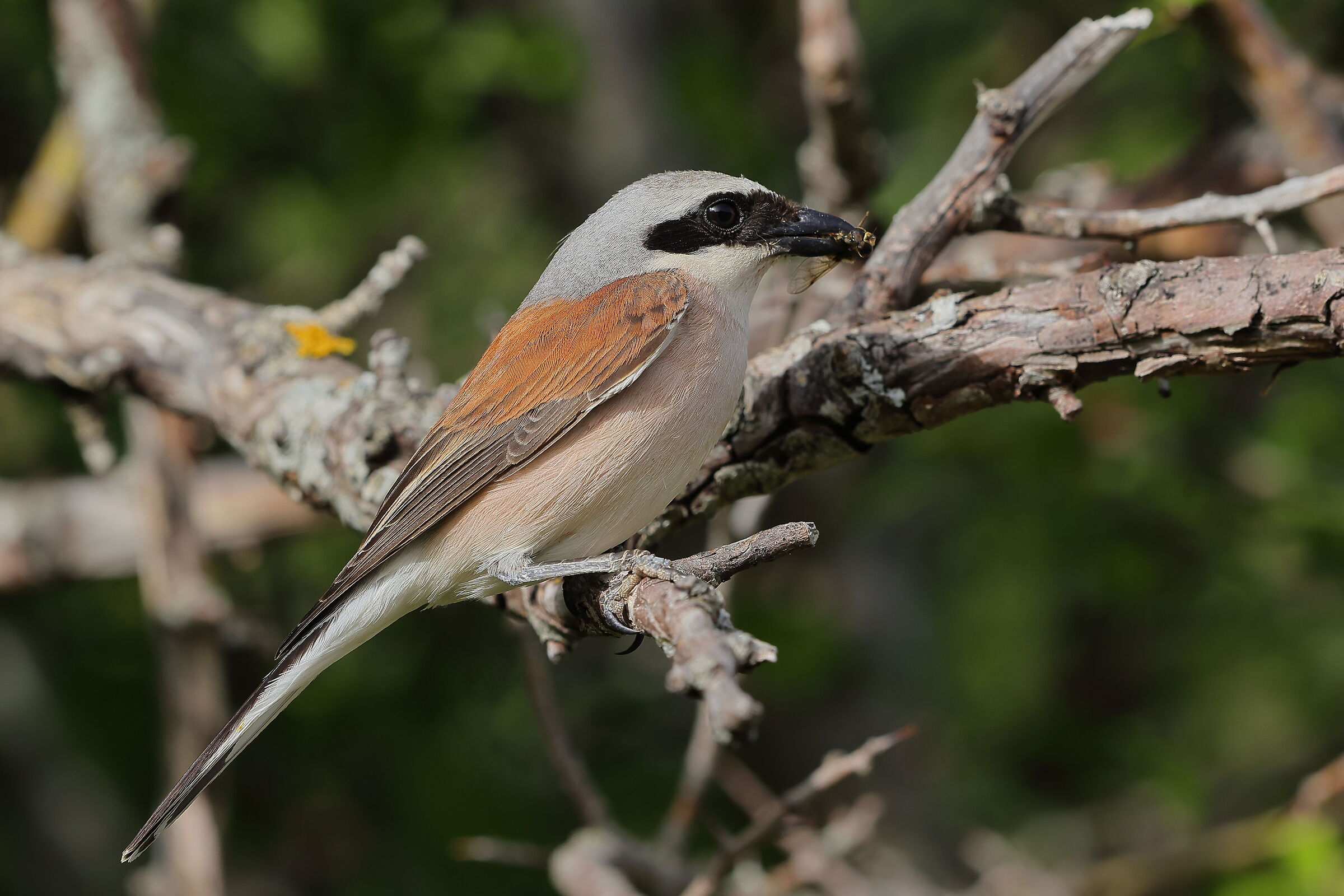 Averla piccola con preda