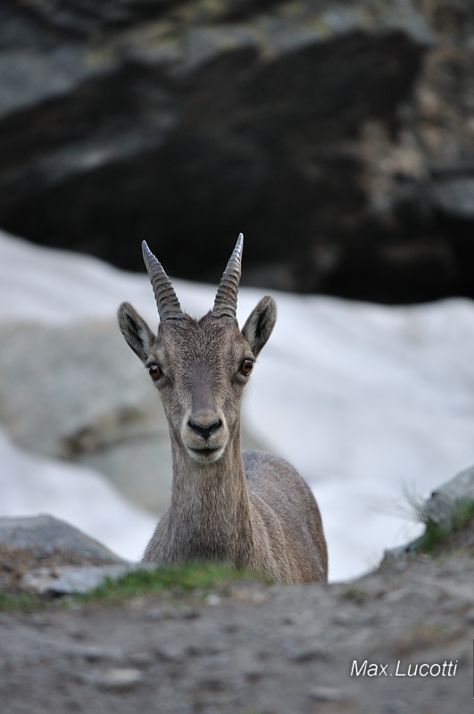 Ibex Monte Viso, summer
