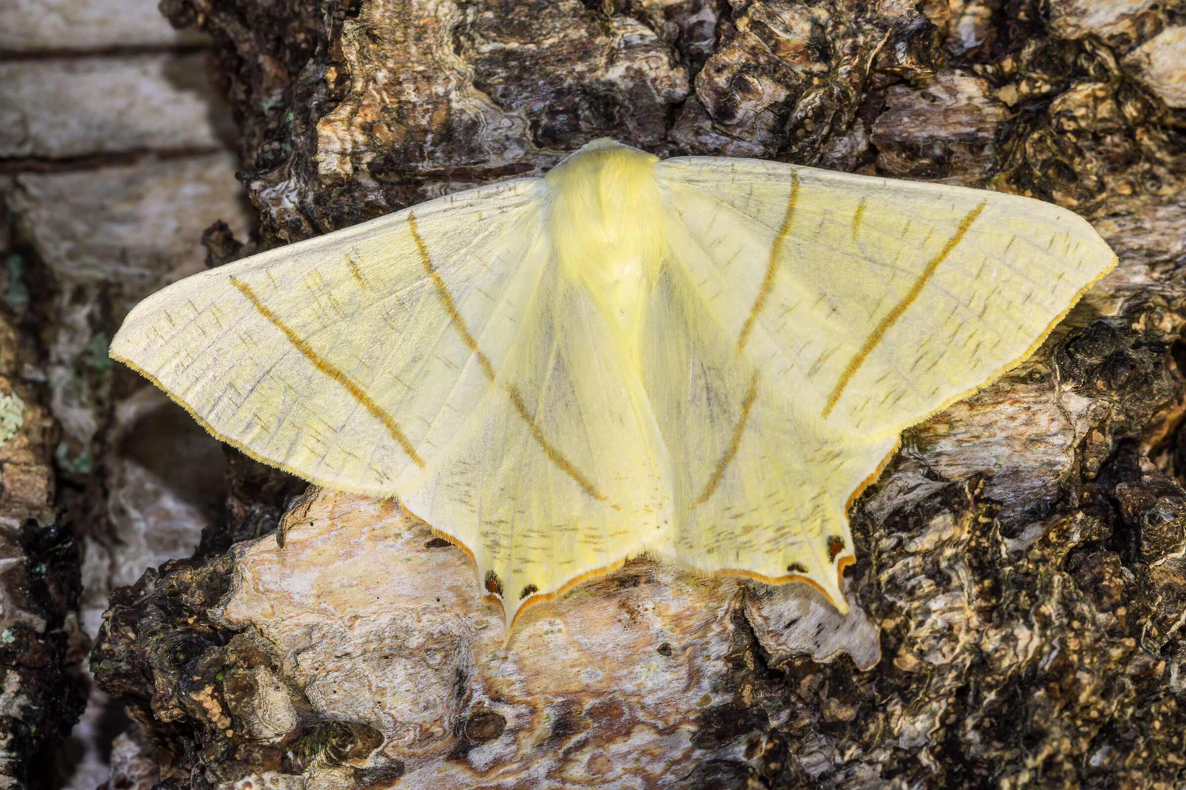 Ourapteryx sambucaria