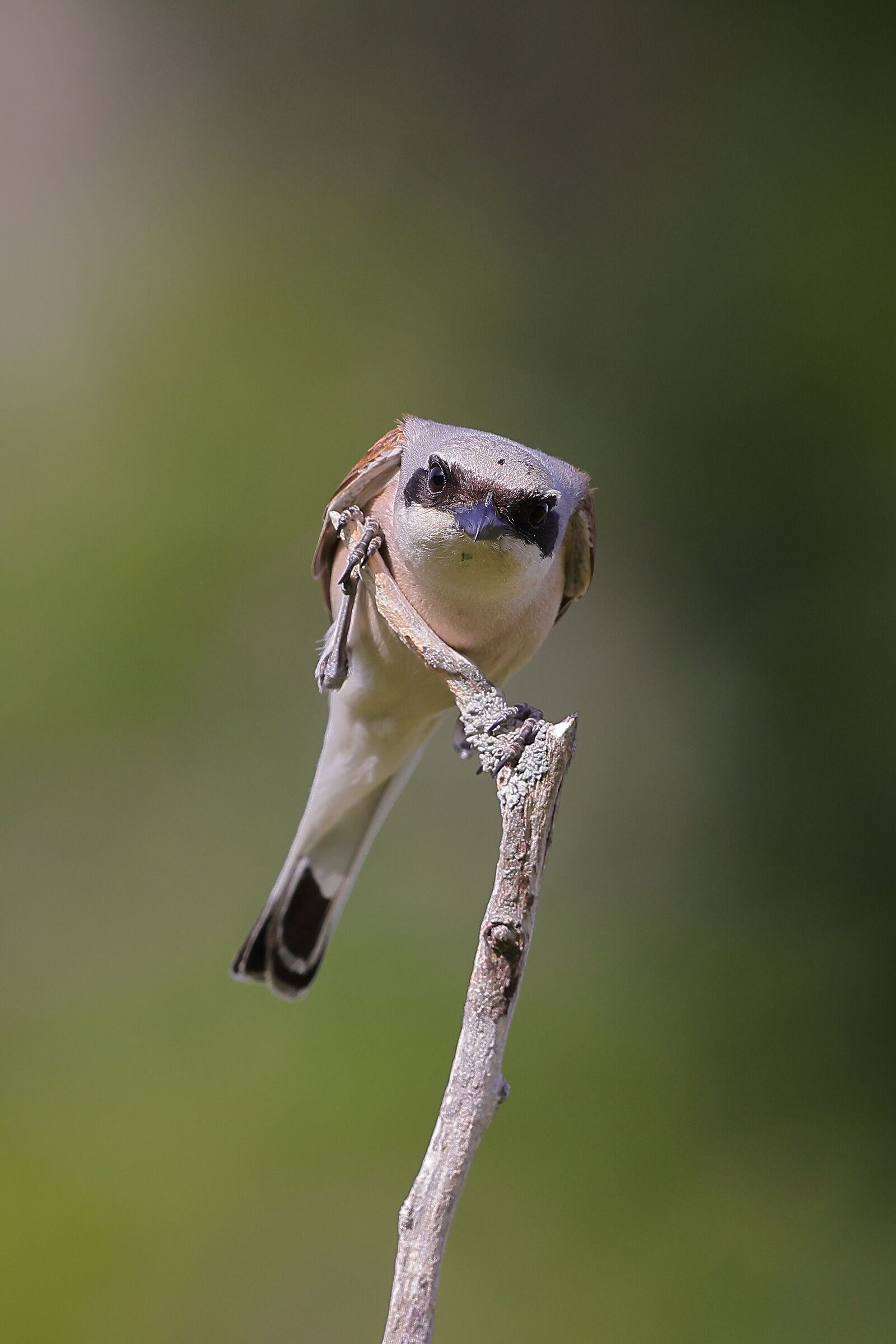 red-backed shrike