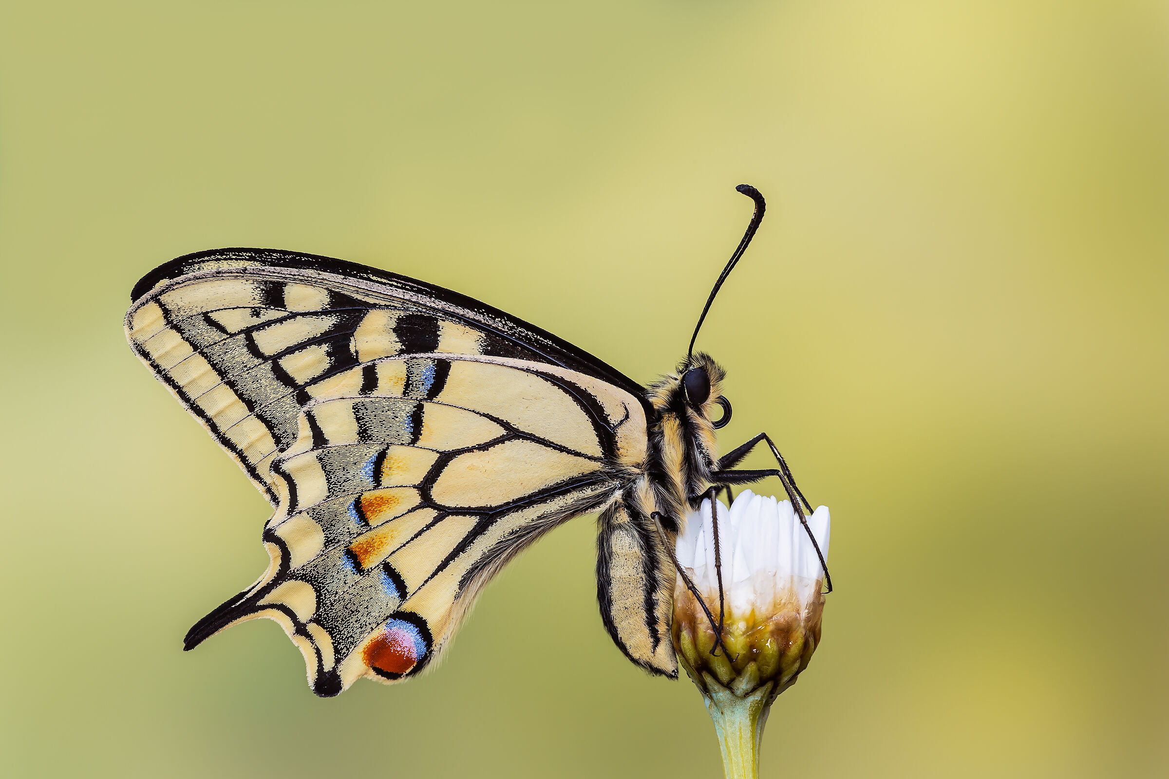 swallowtail