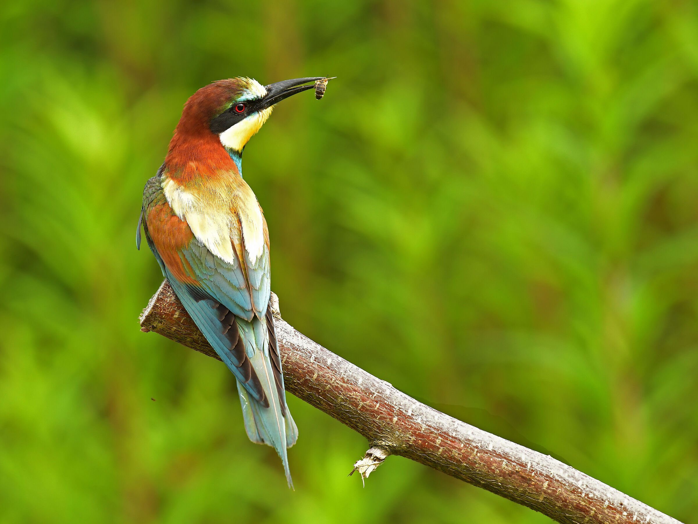 Merops apiaster