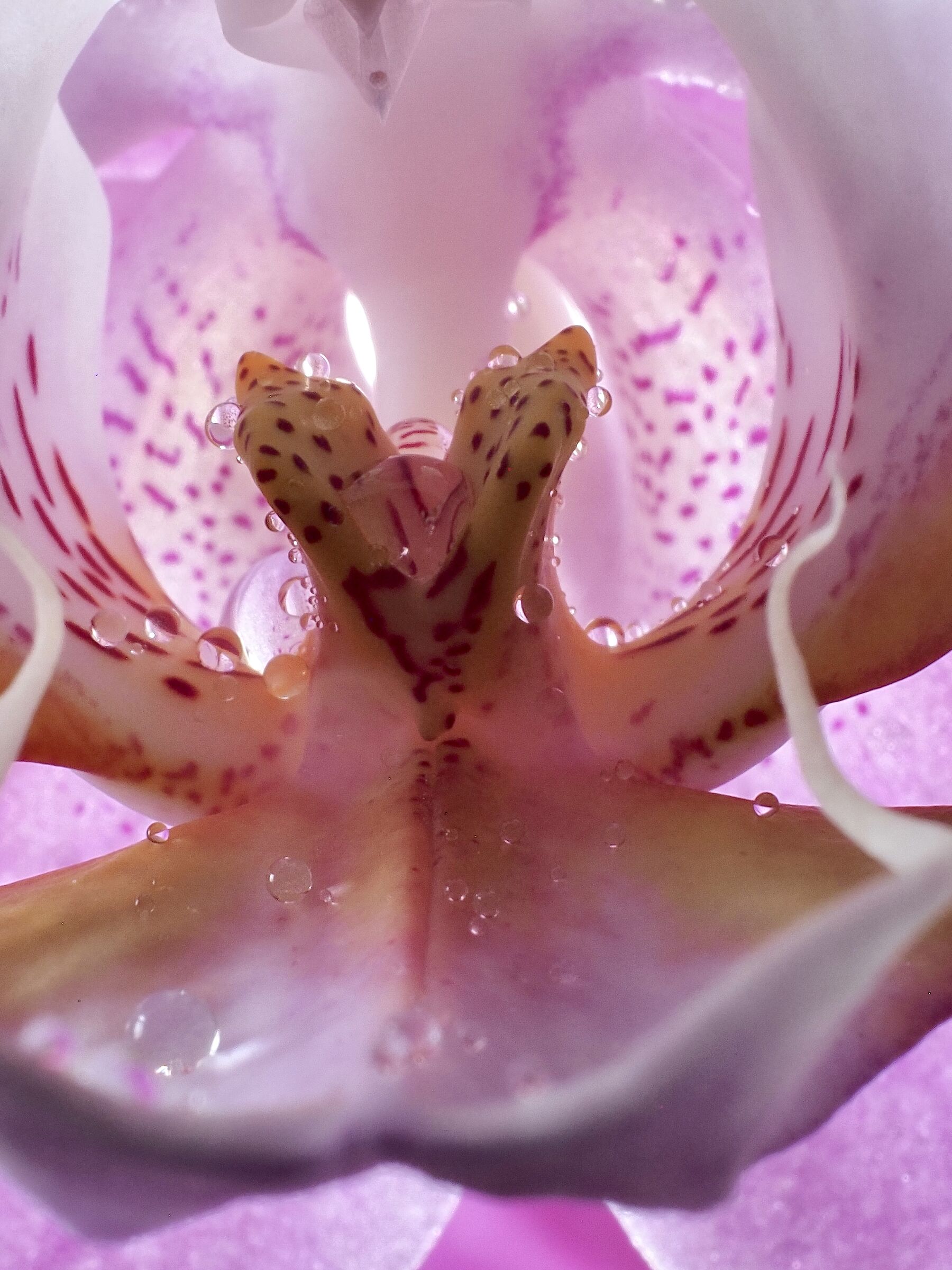 Orchidea _3