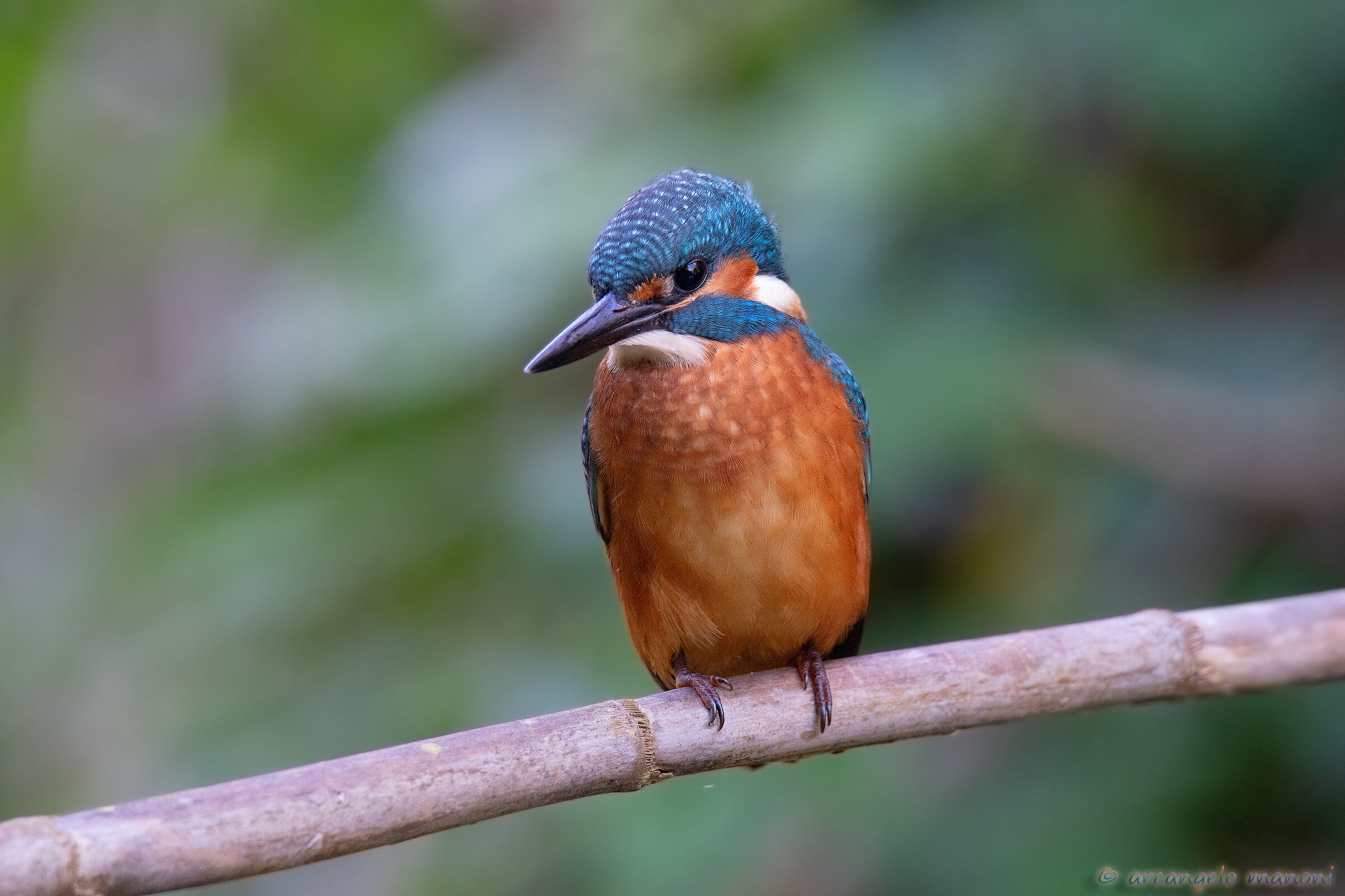 The meeting with Martino