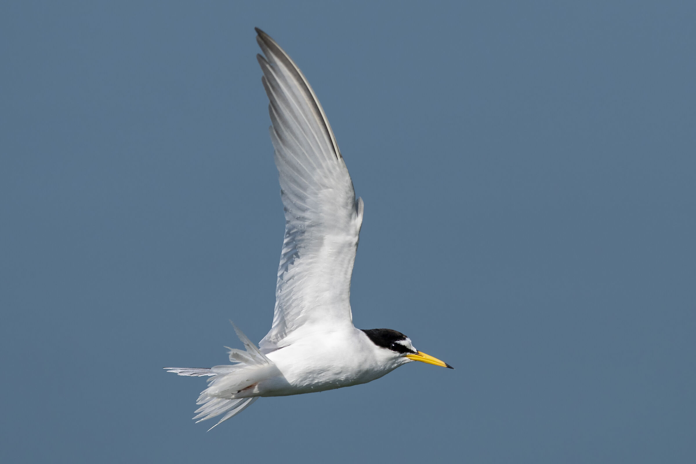 little tern
