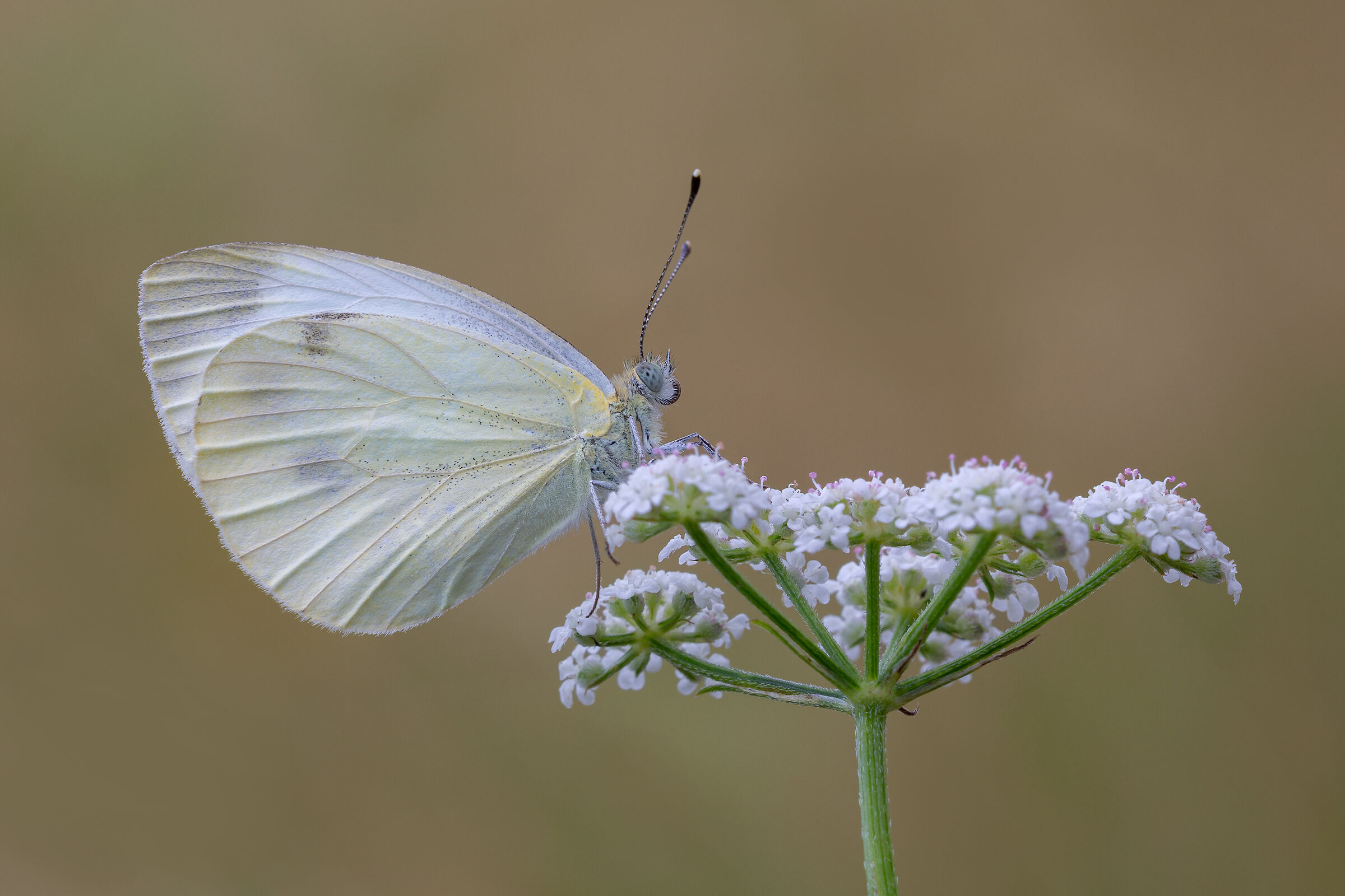 pieris rapae