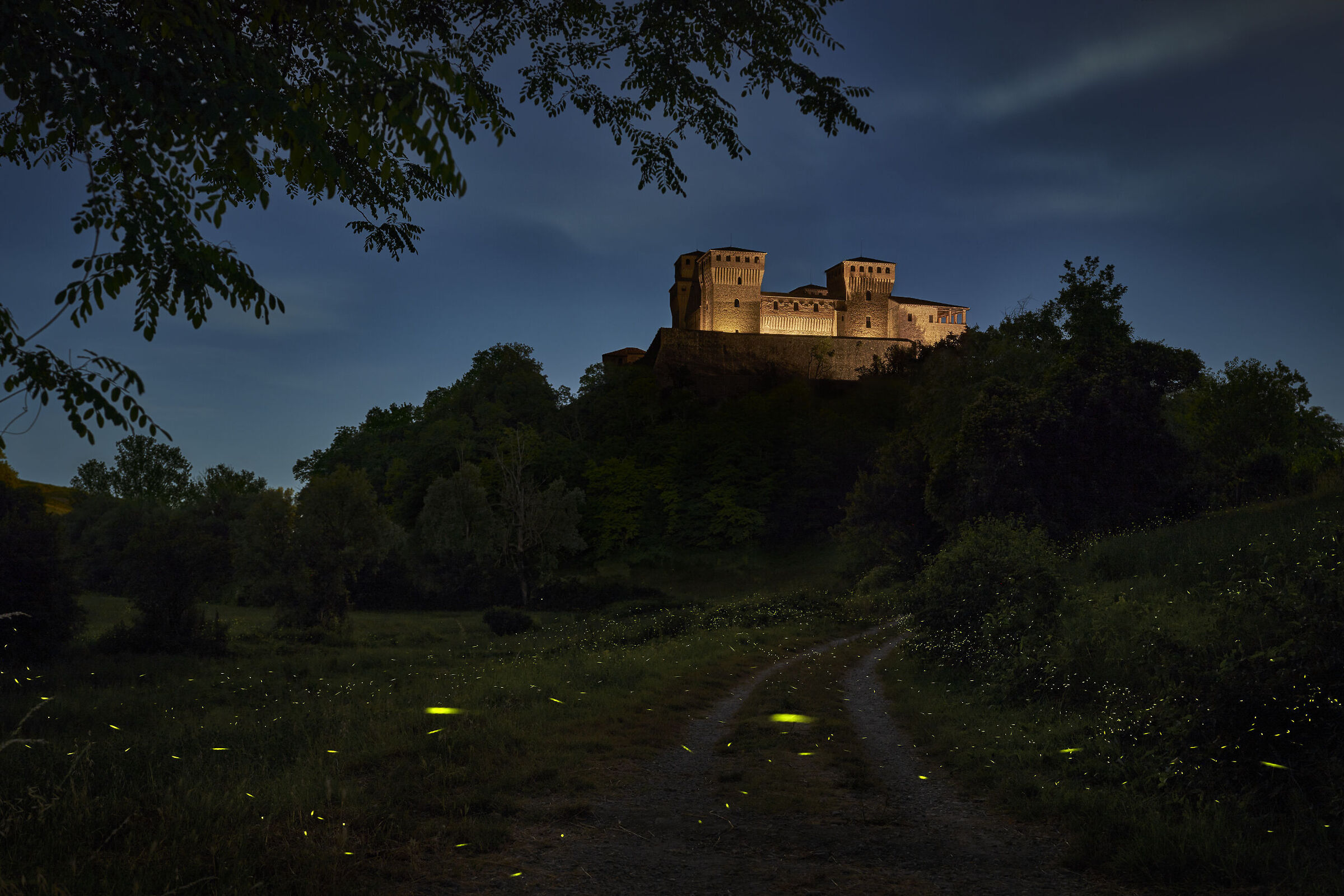 Golden Castle & fireflies