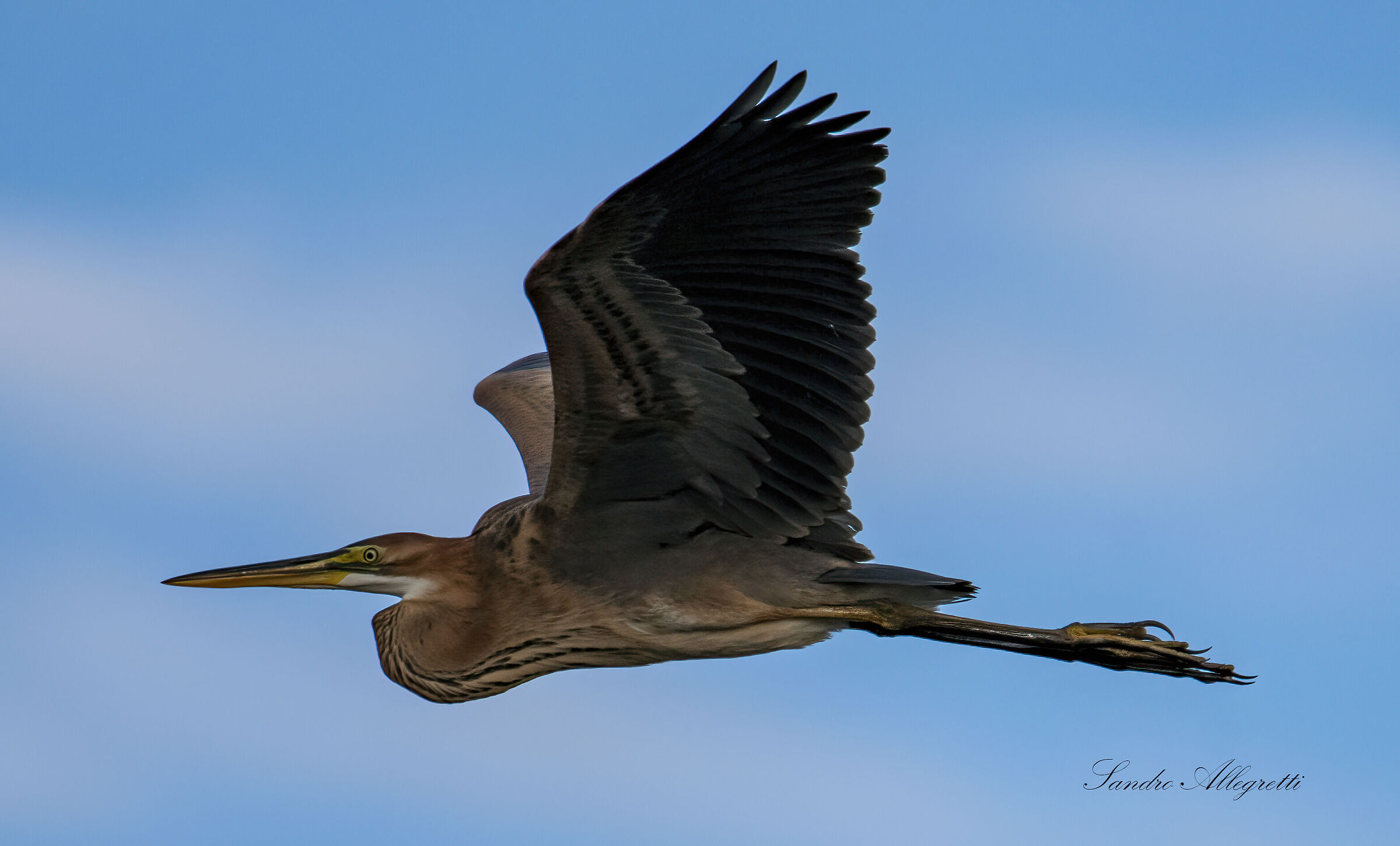 The Red Heron (Ardea purpurea)