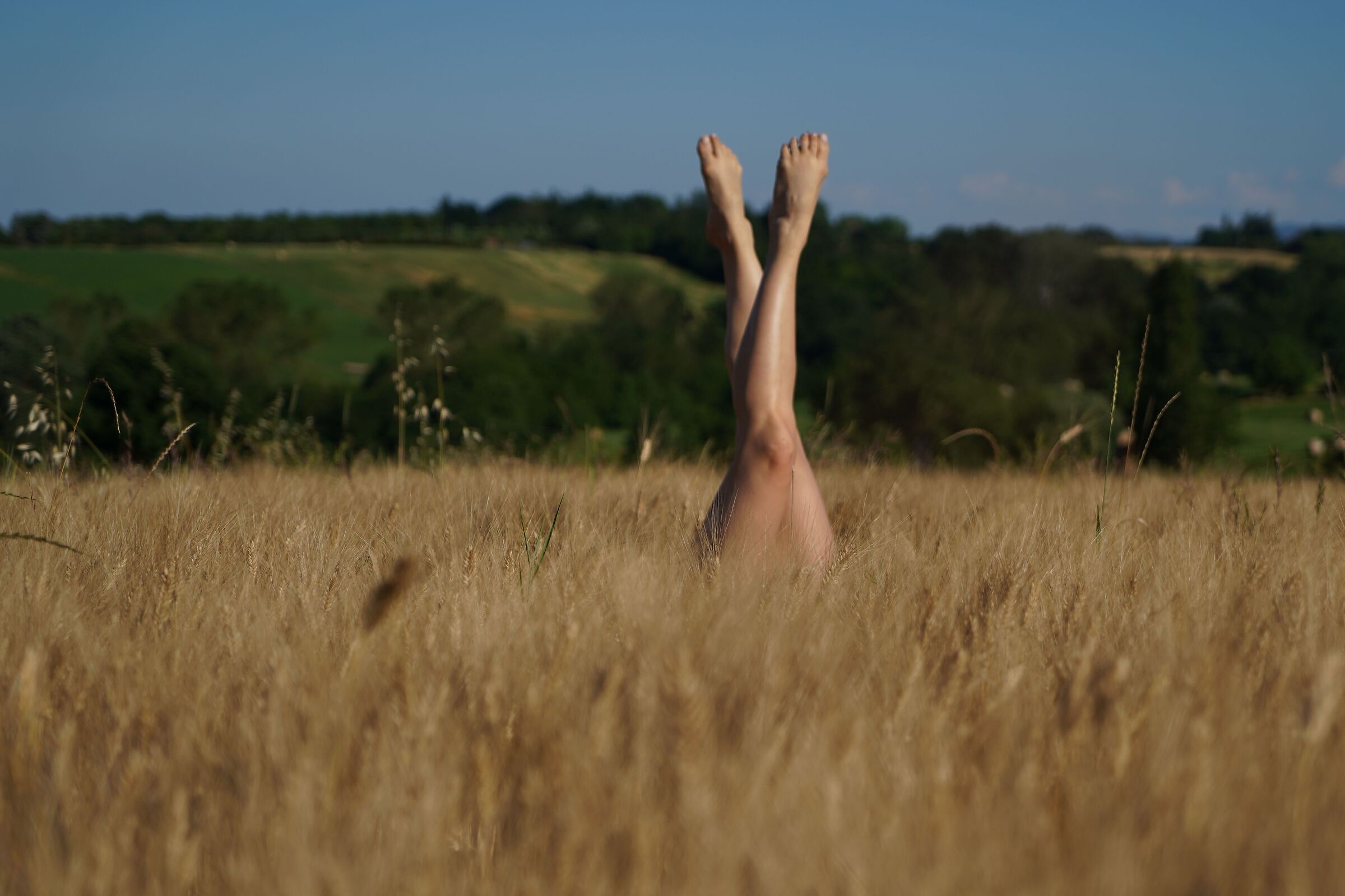 in un campo di grano