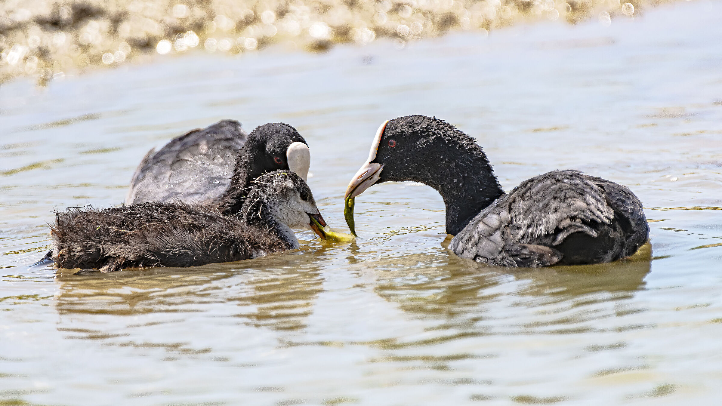 The imbeccata of the only child