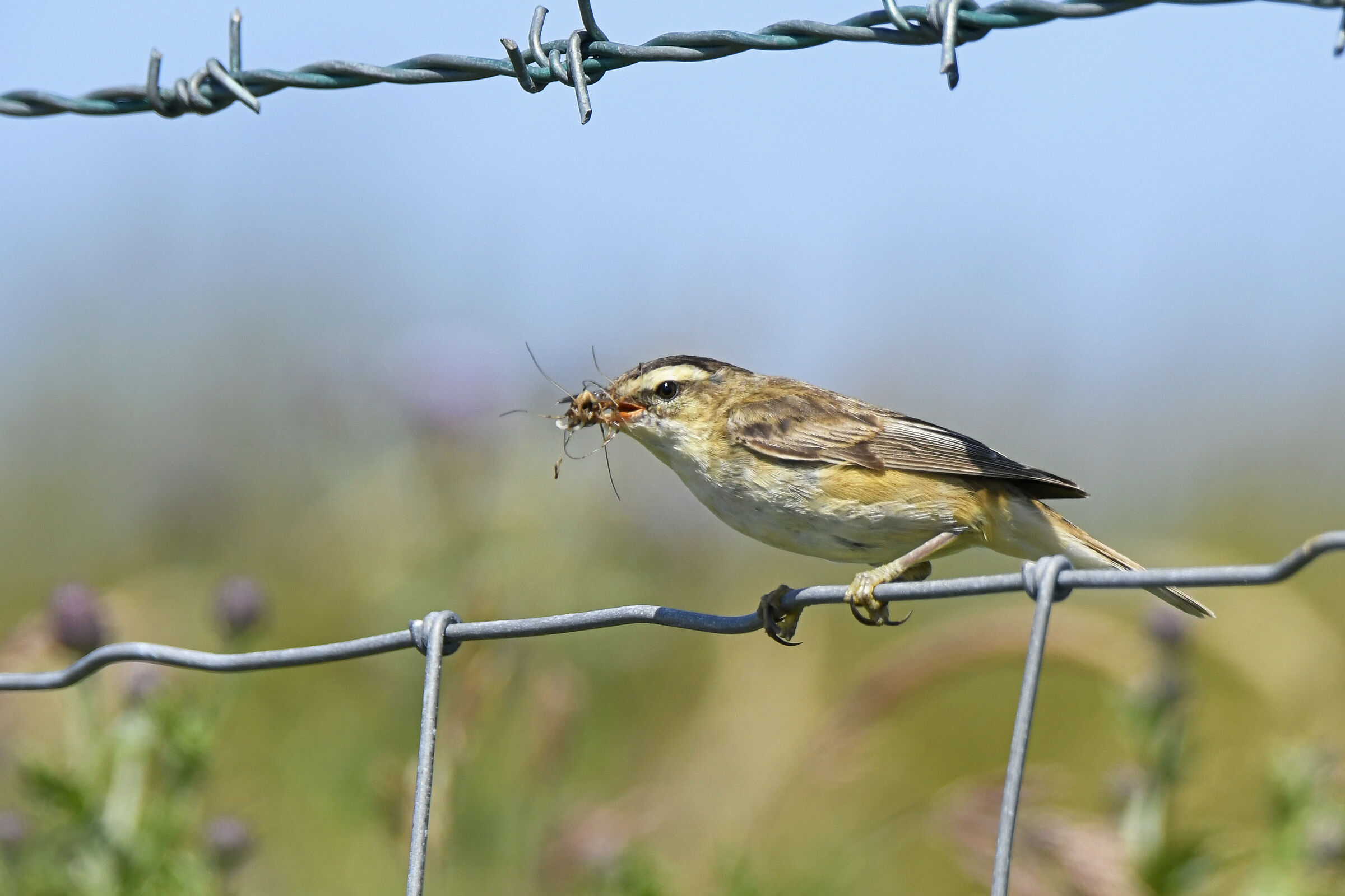 Forapaglie comune (Sedge warbler)