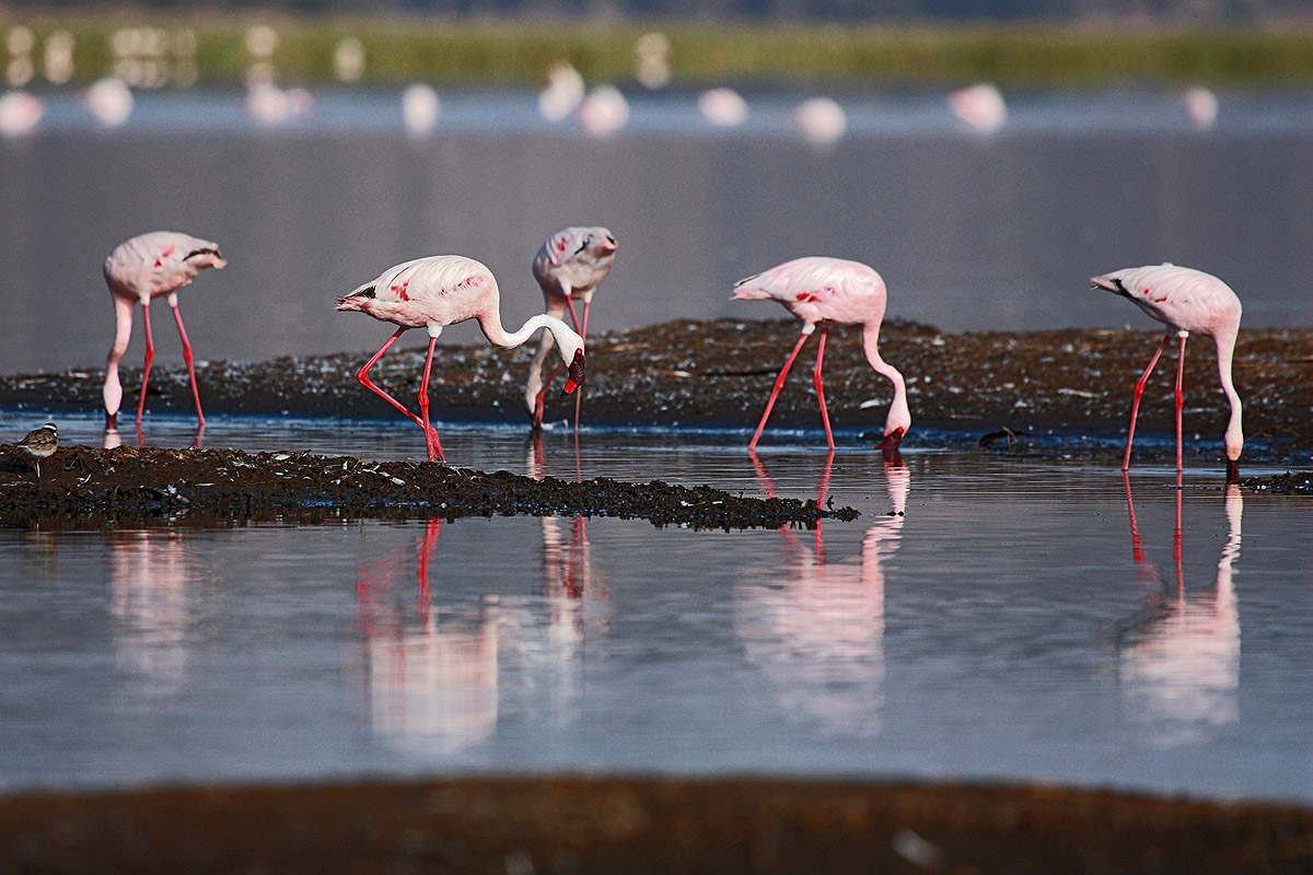 Flamingos
