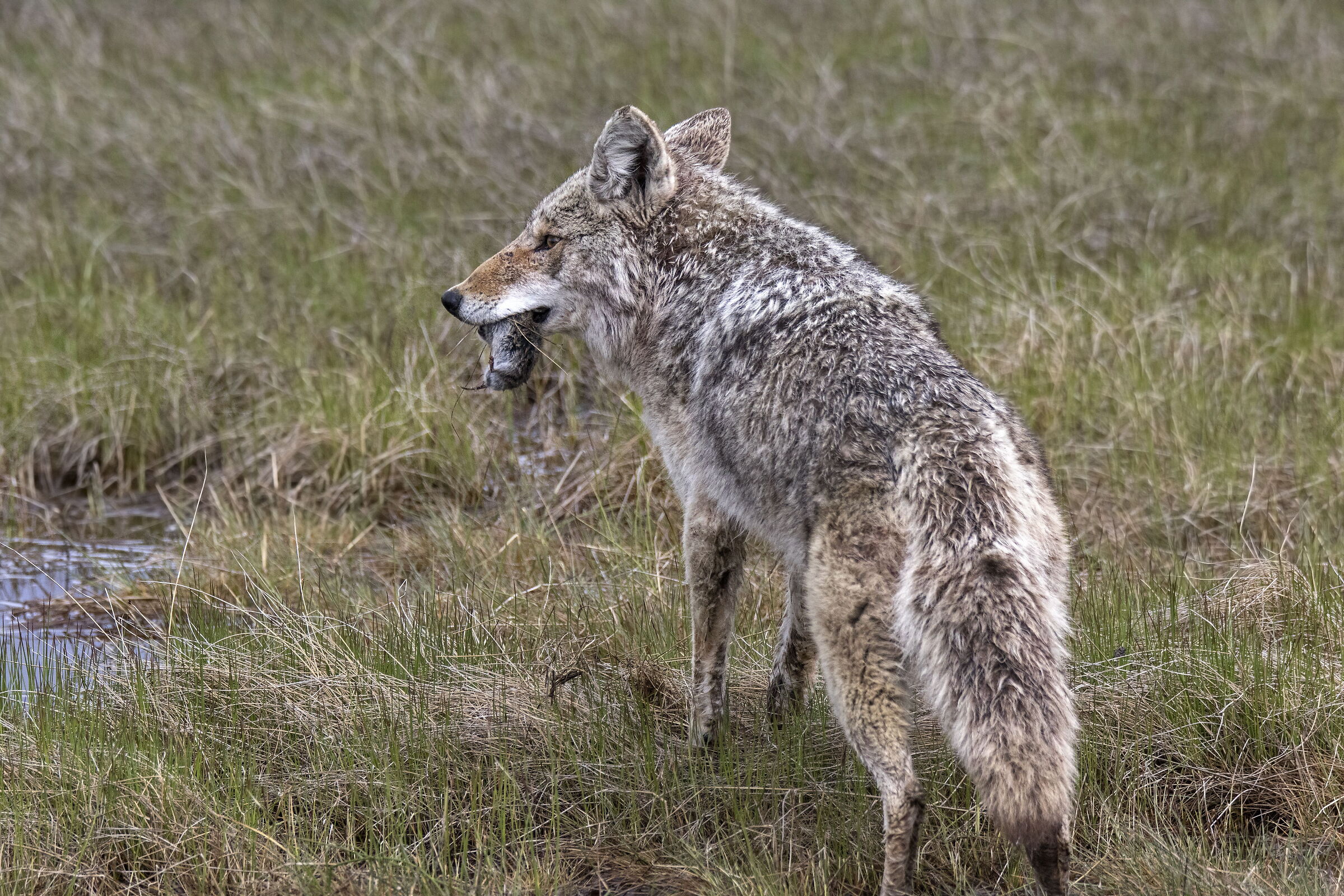 coyotes with prey