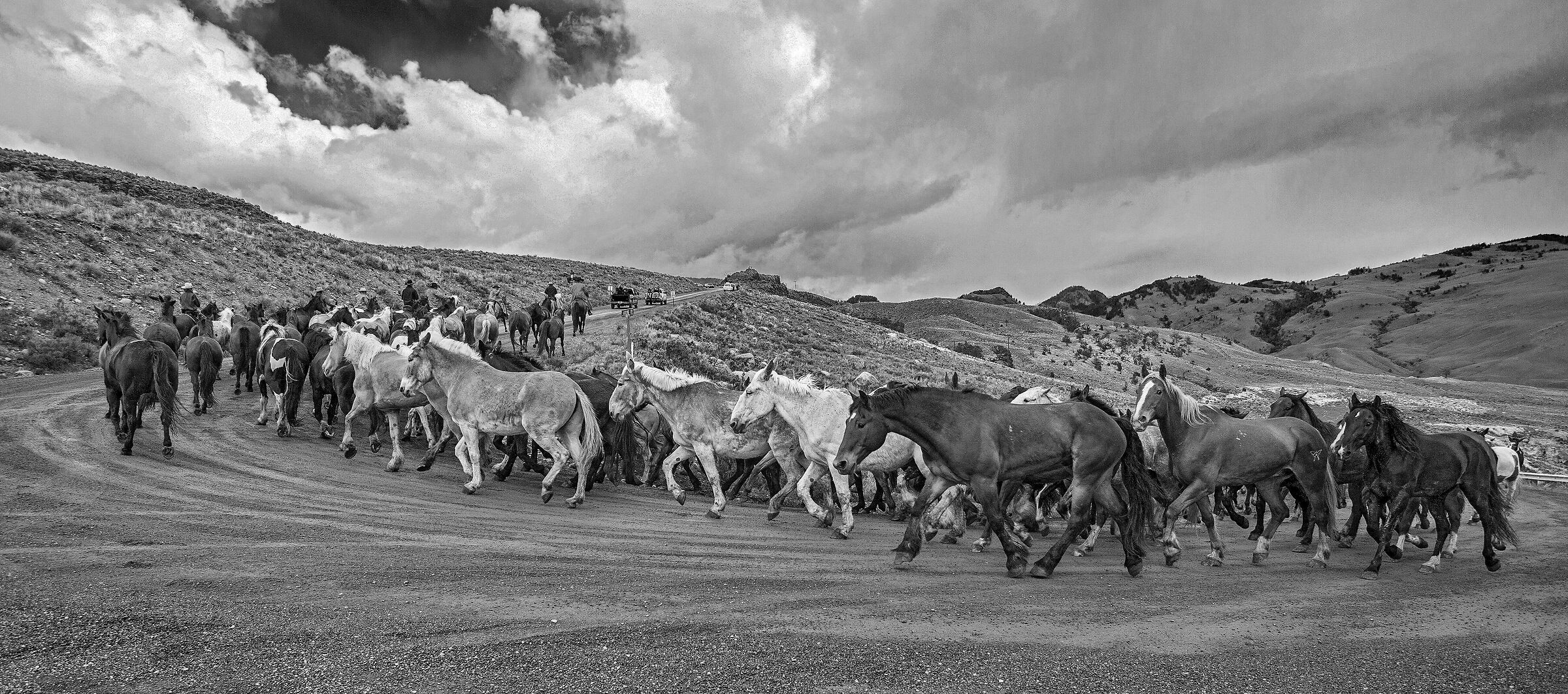 horses in transit