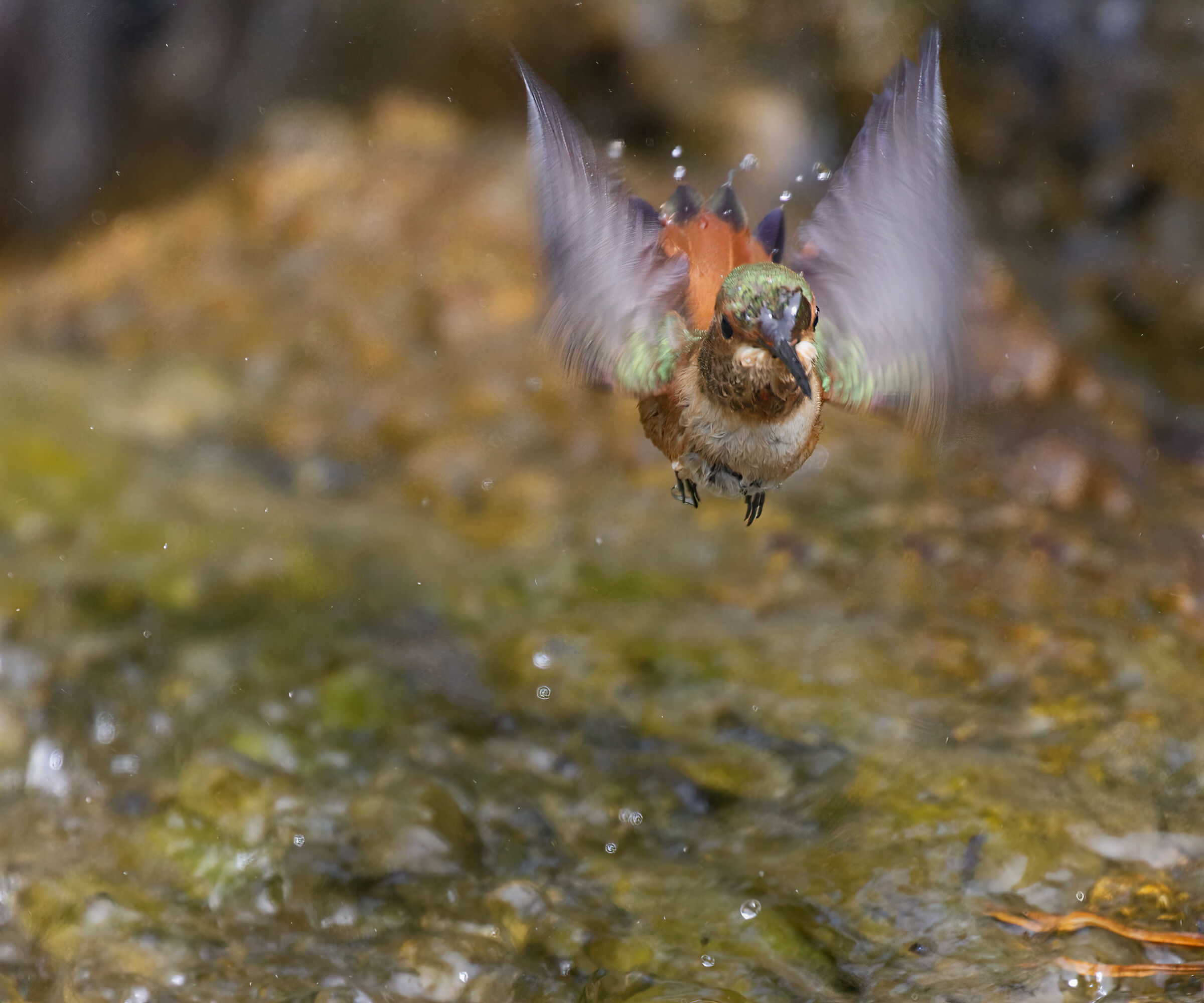 Bathing Angel...