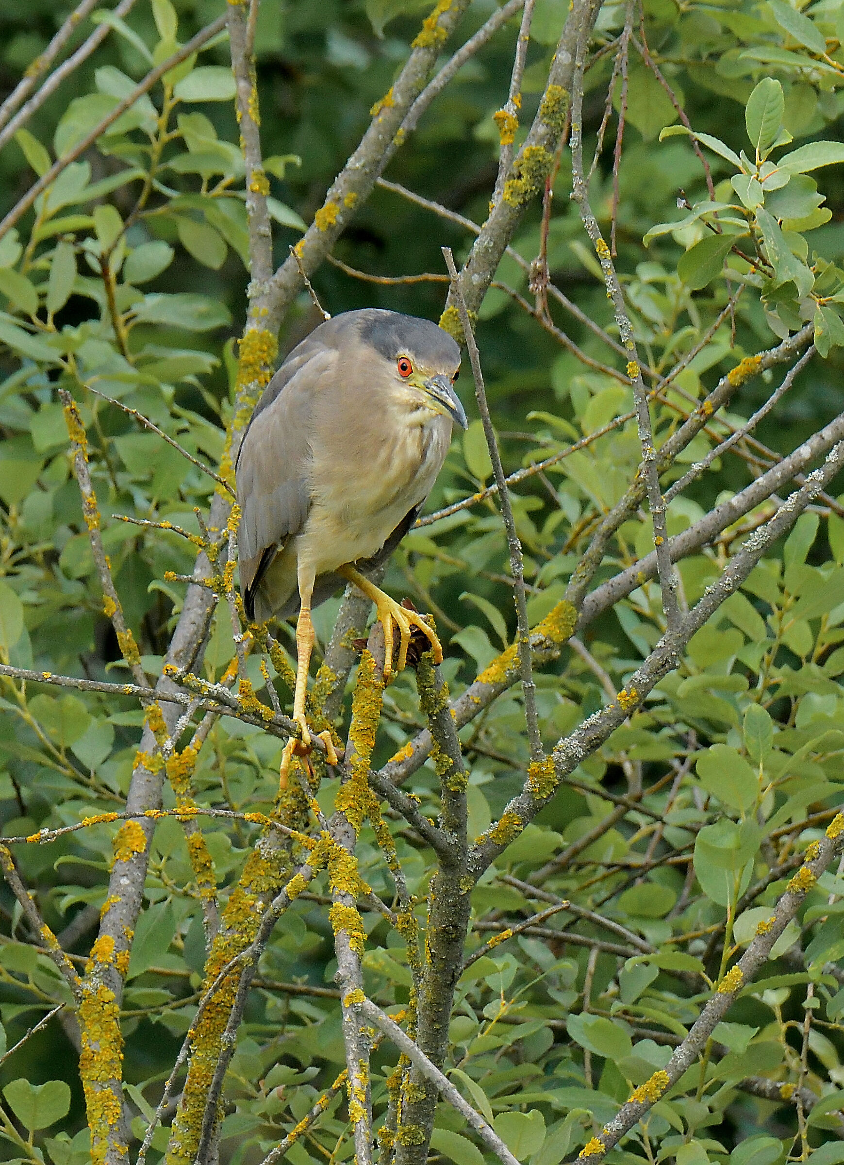 l'occhio rosso della nitticora