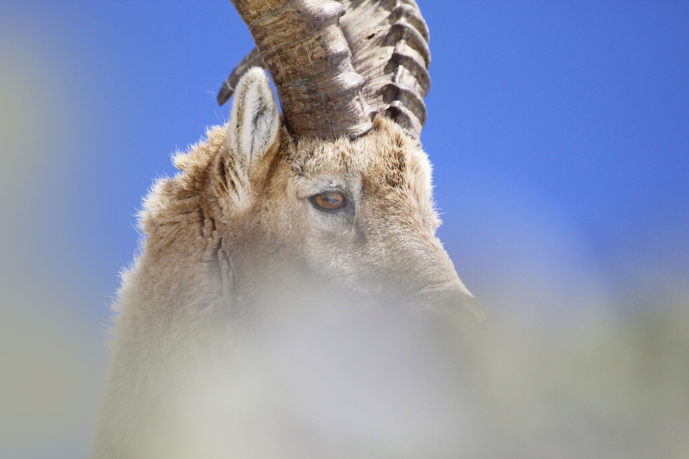 ibex