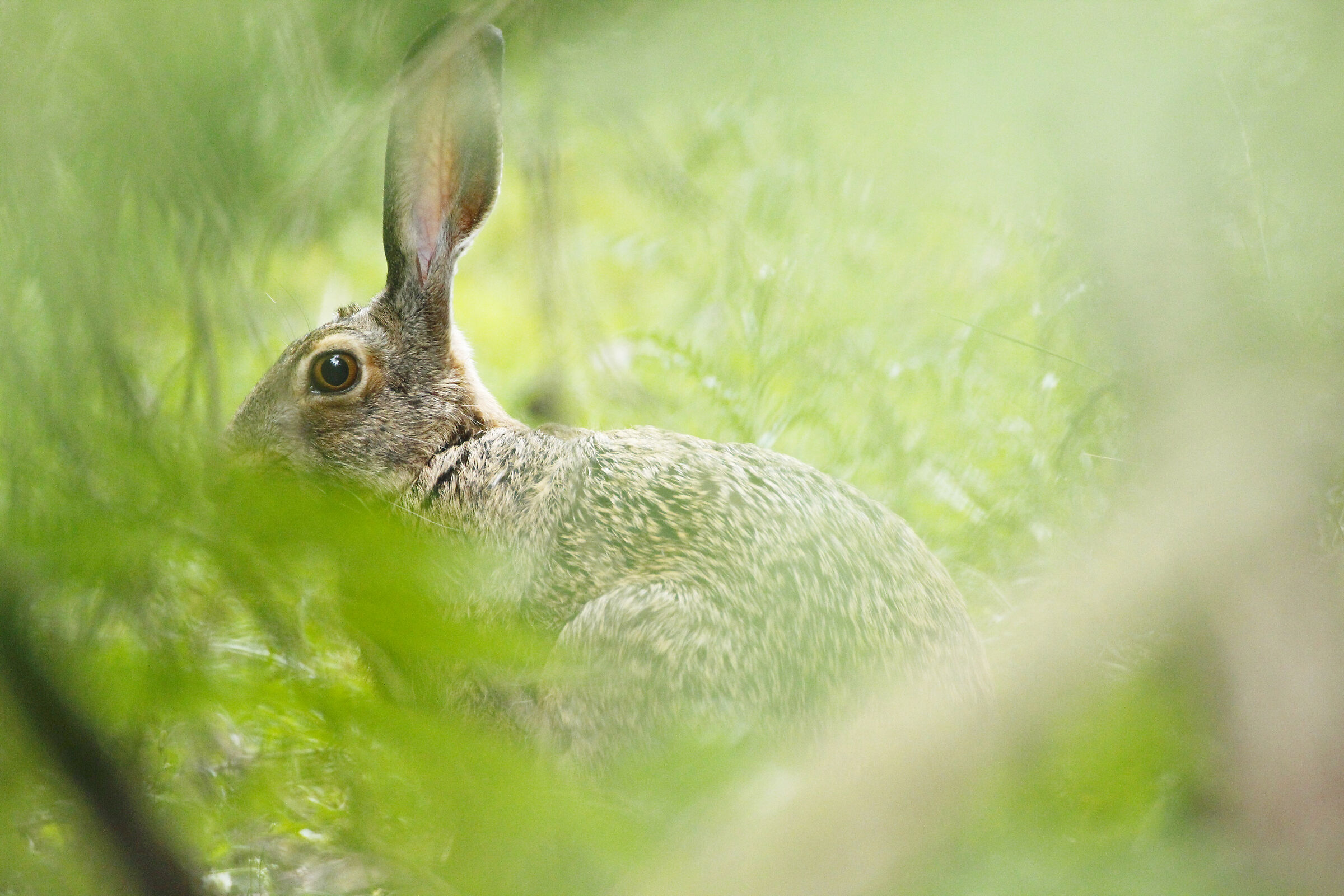 Common Hare