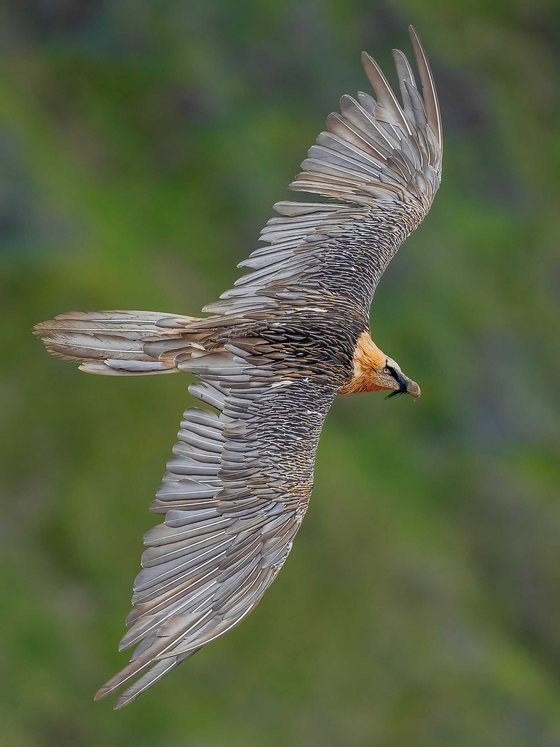the king of the Alps