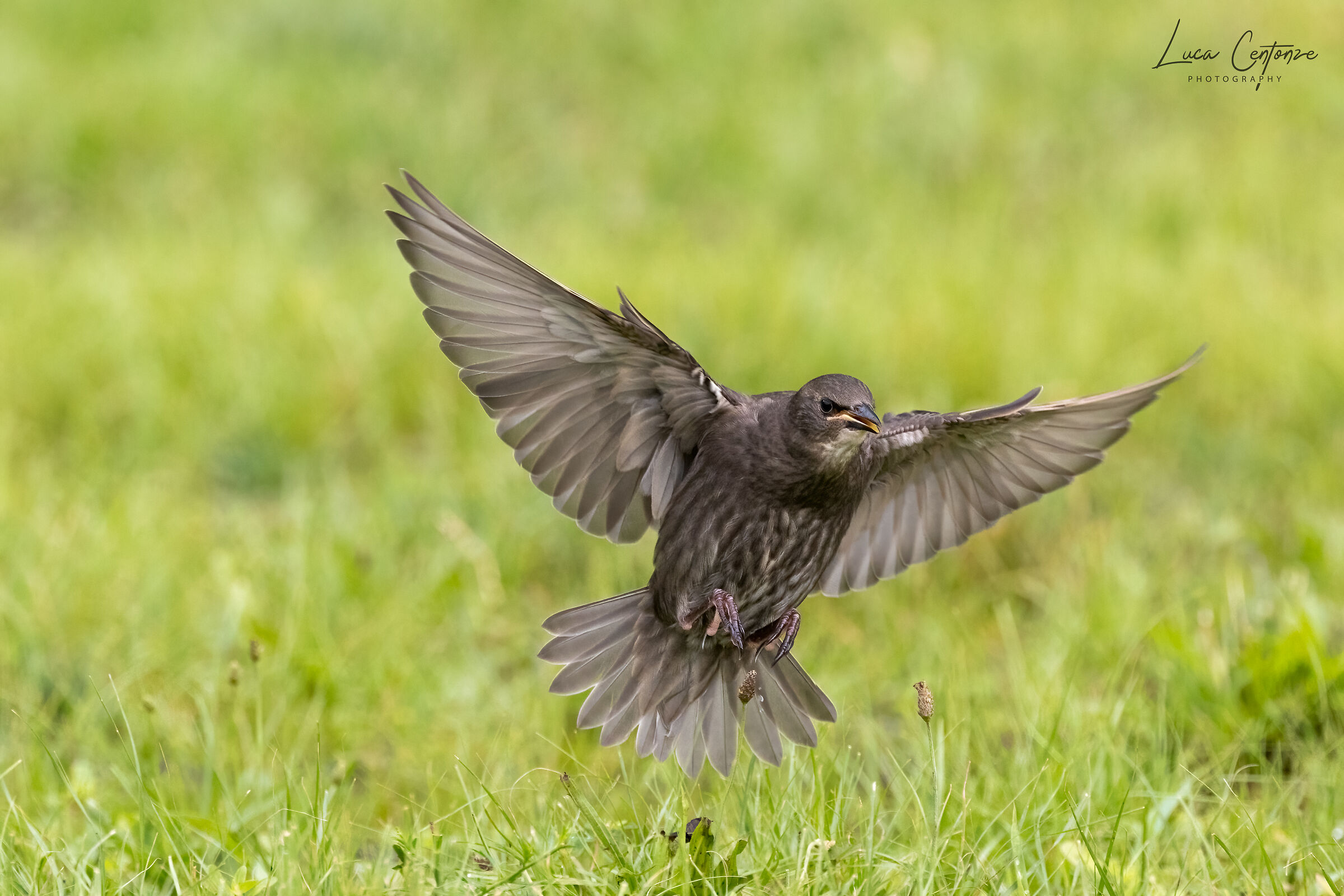 Storno comune Europeo (Sturnus vulgaris)