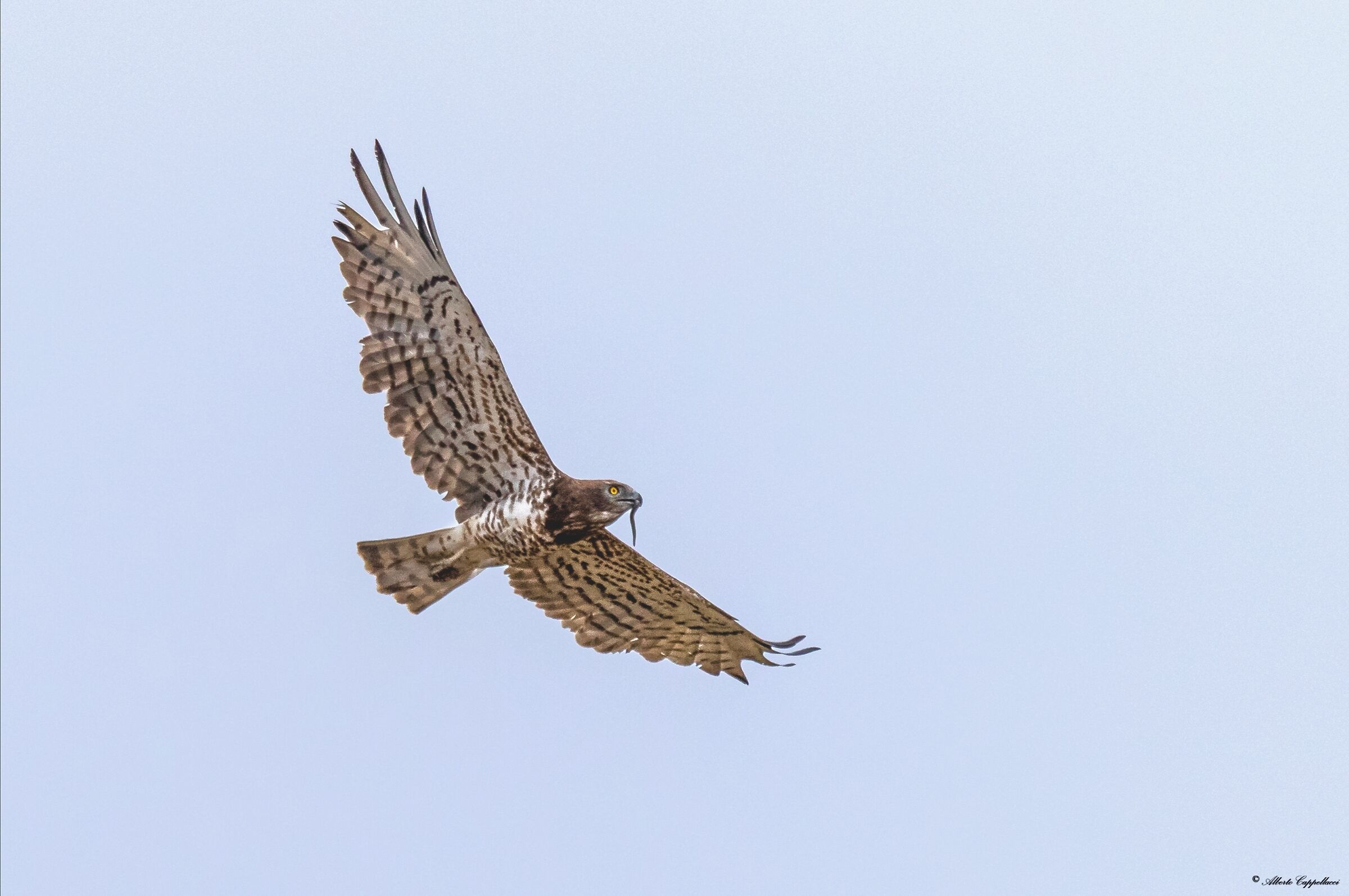 harrier eagle