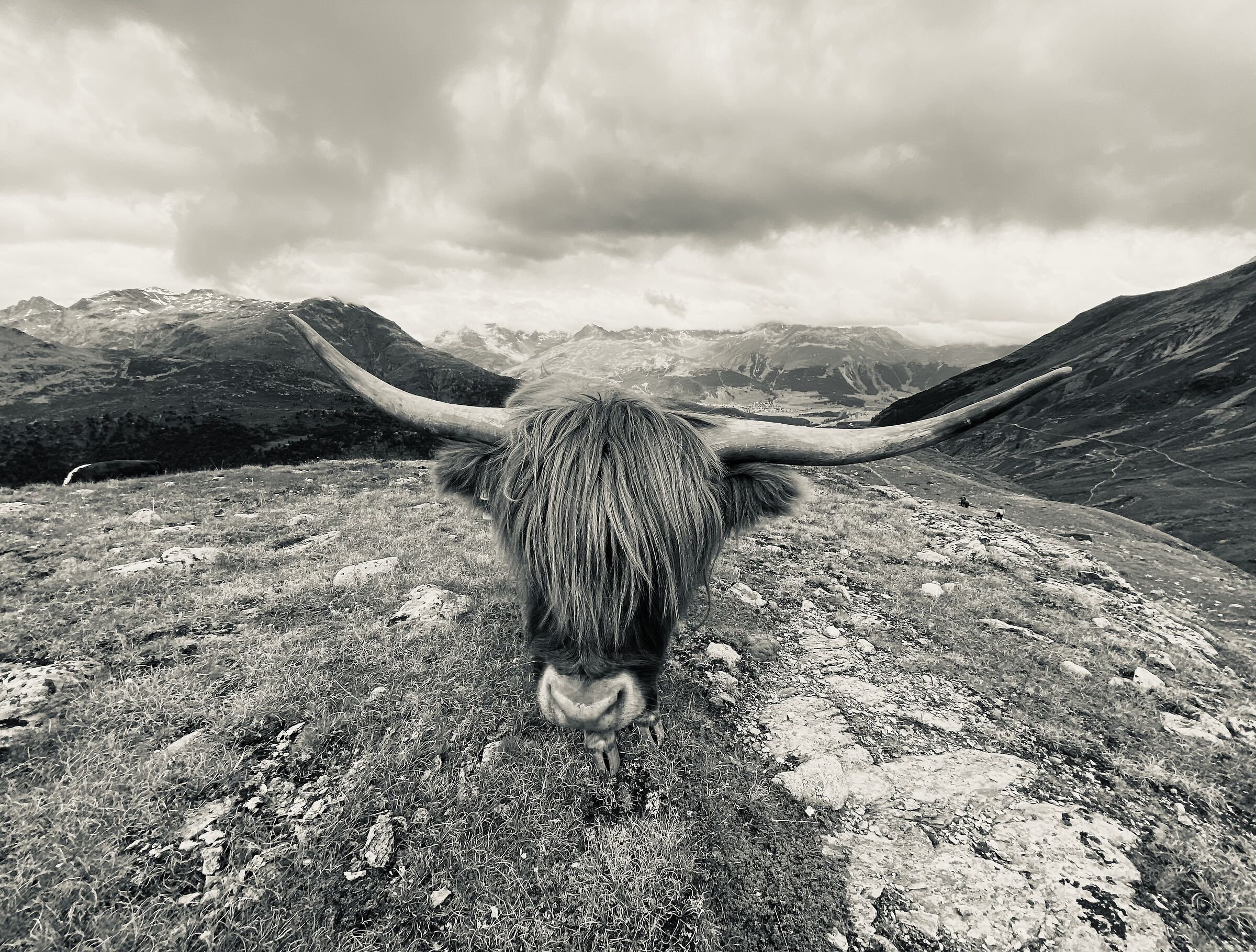 Mucche di altri paesi