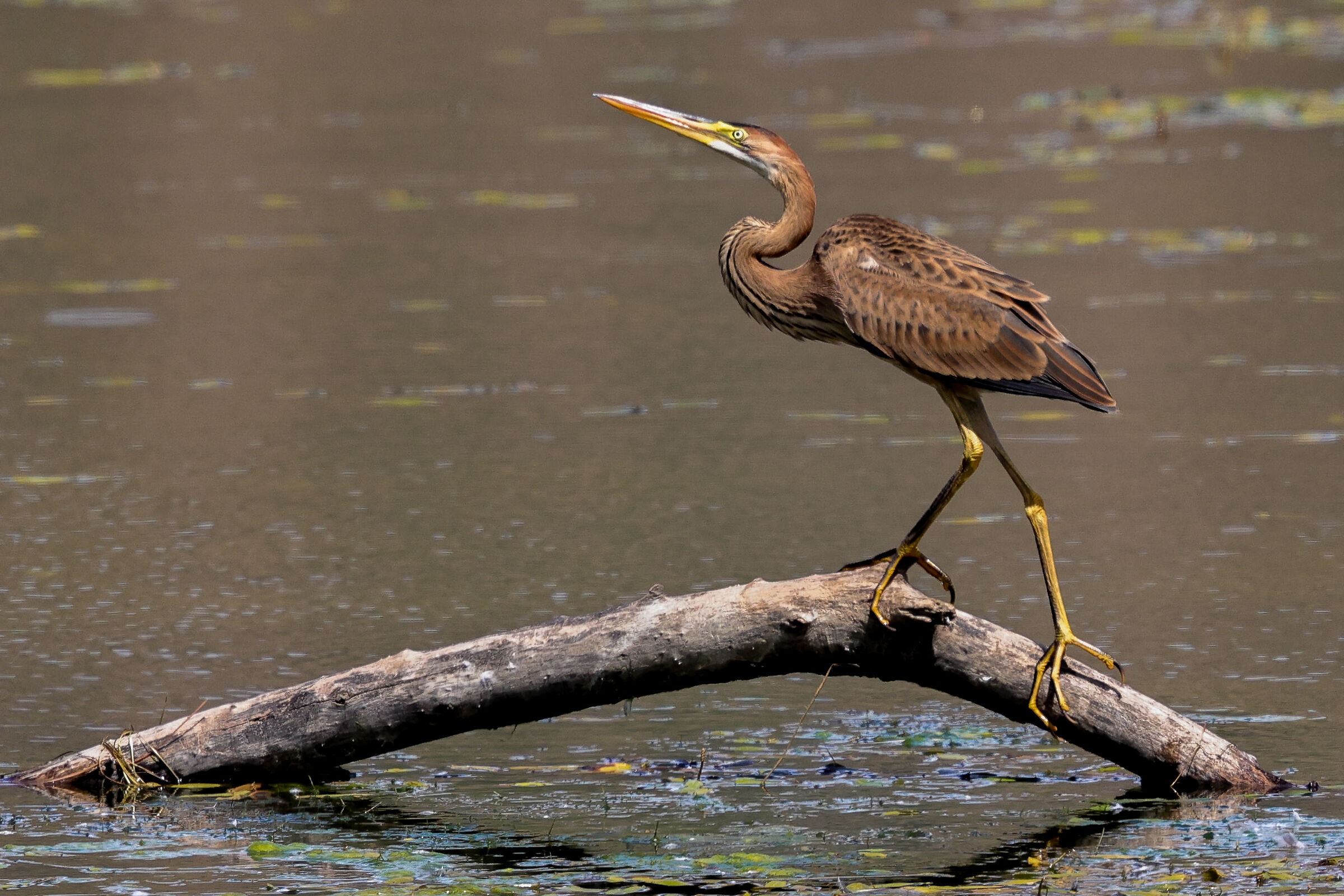 Ardea purpurea