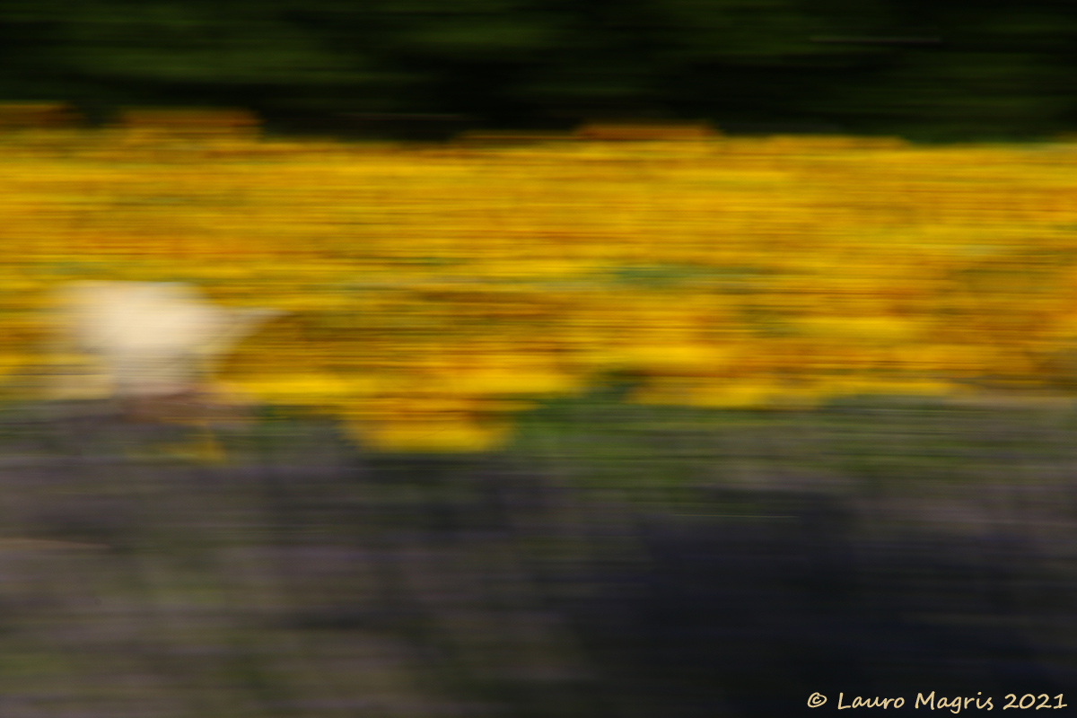 Cappello di paglia tra girasoli e lavanda