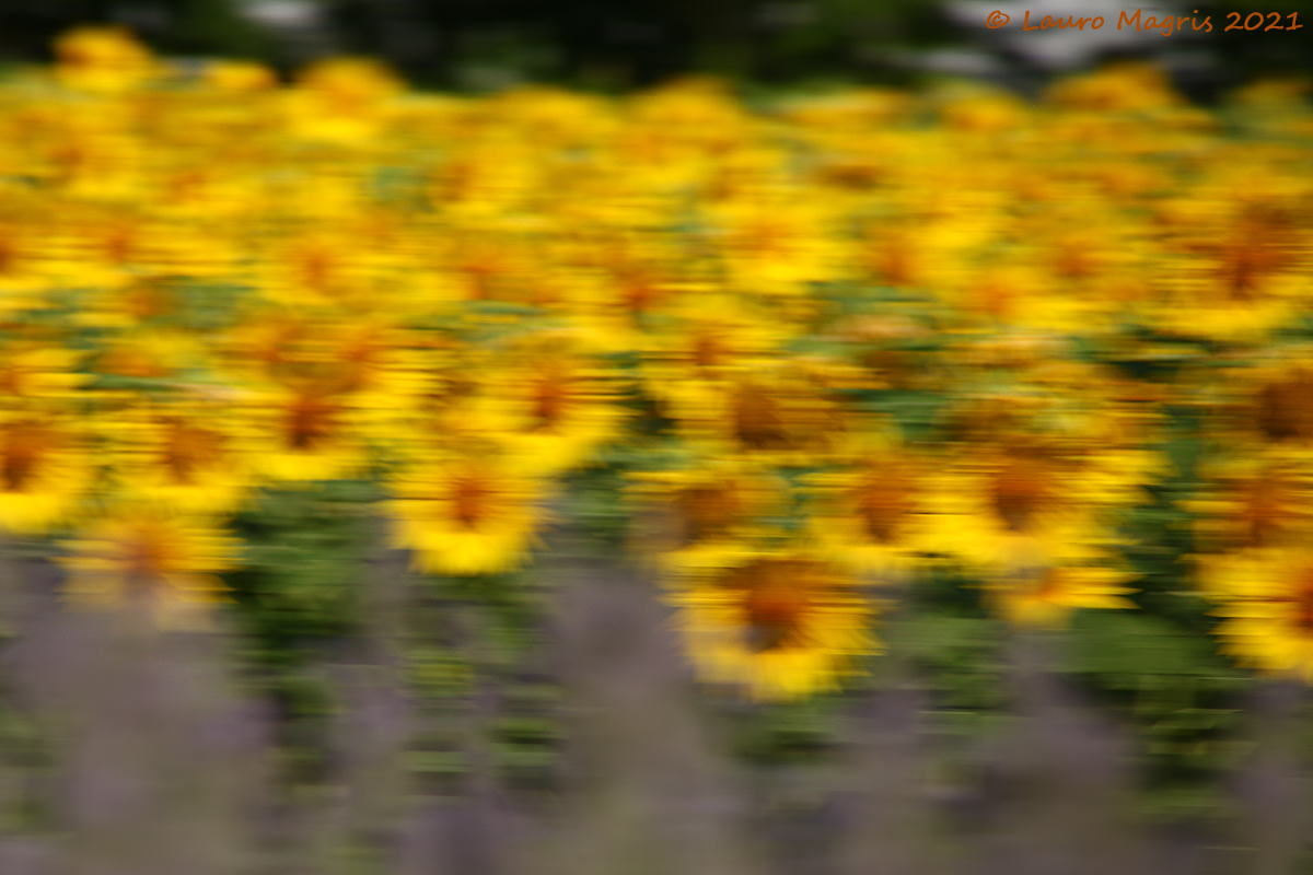 Girasoli e Lavanda in fuga
