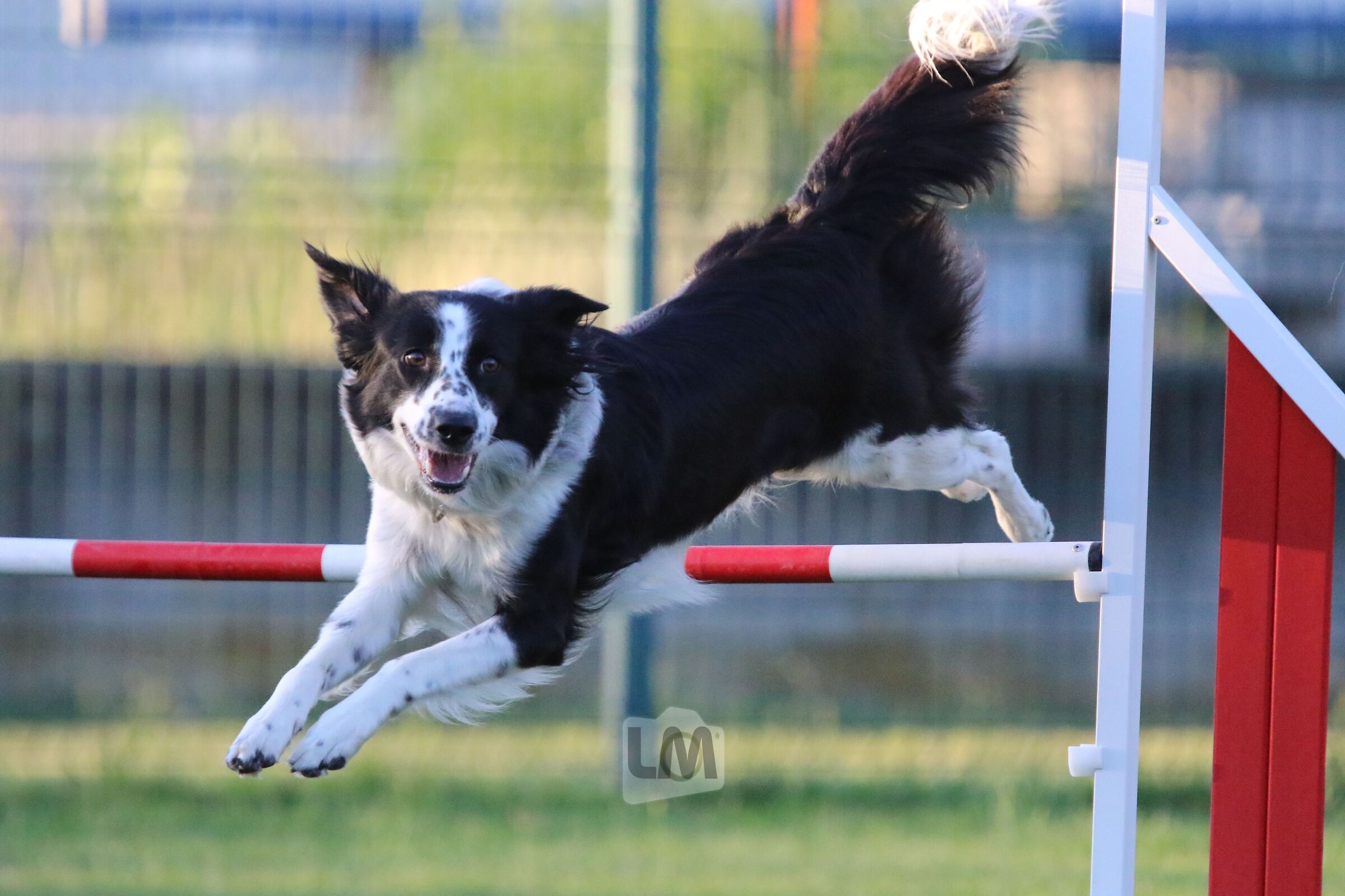 Border Collie