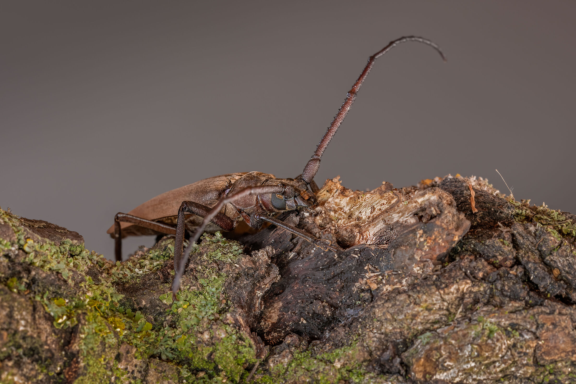 Aegosoma scabricorne