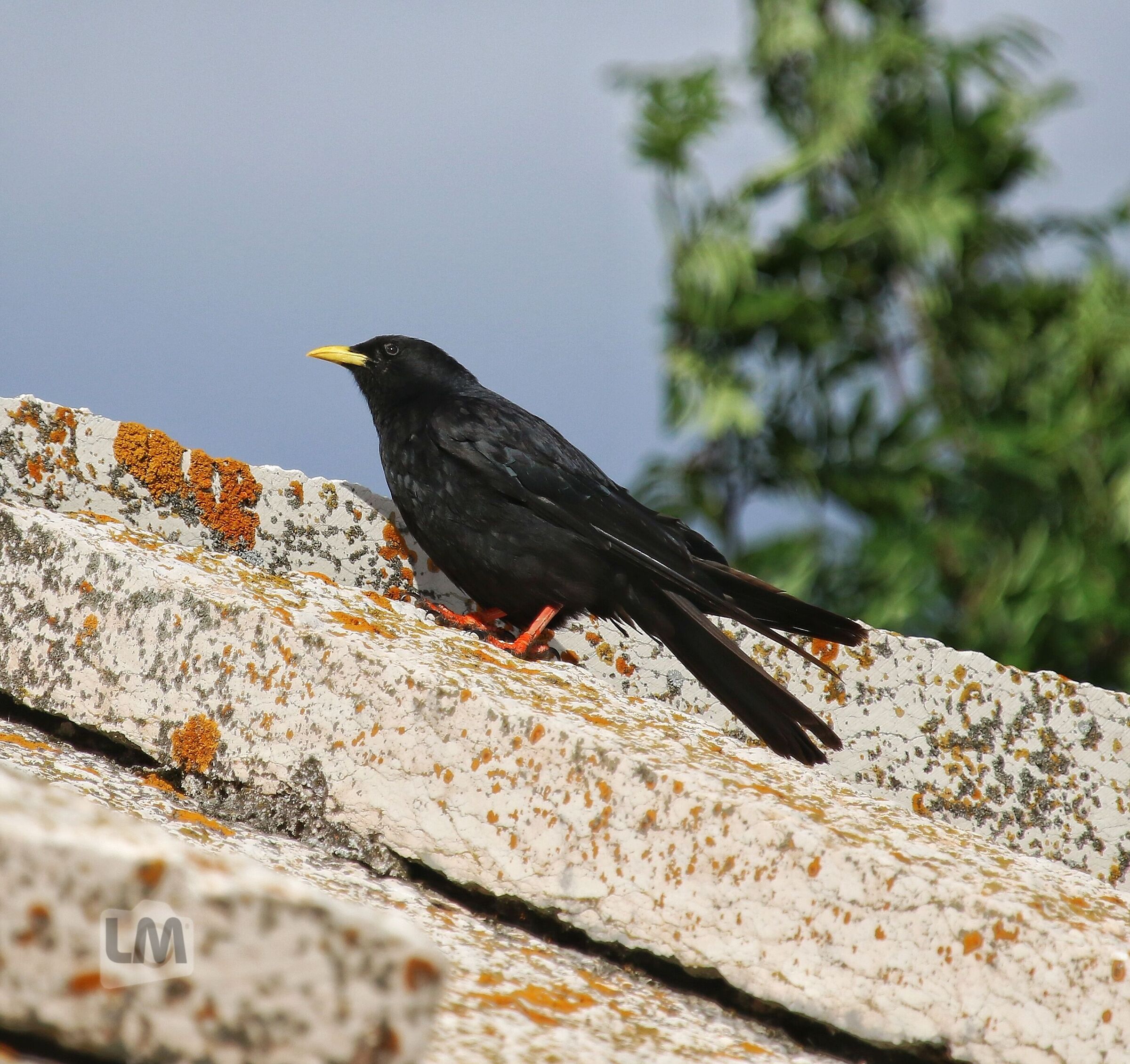 Turdus Merula