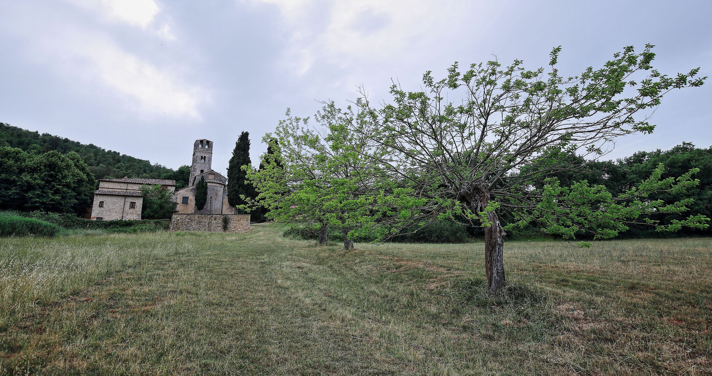 Pieve e gelsi sulla Montagnola Senese