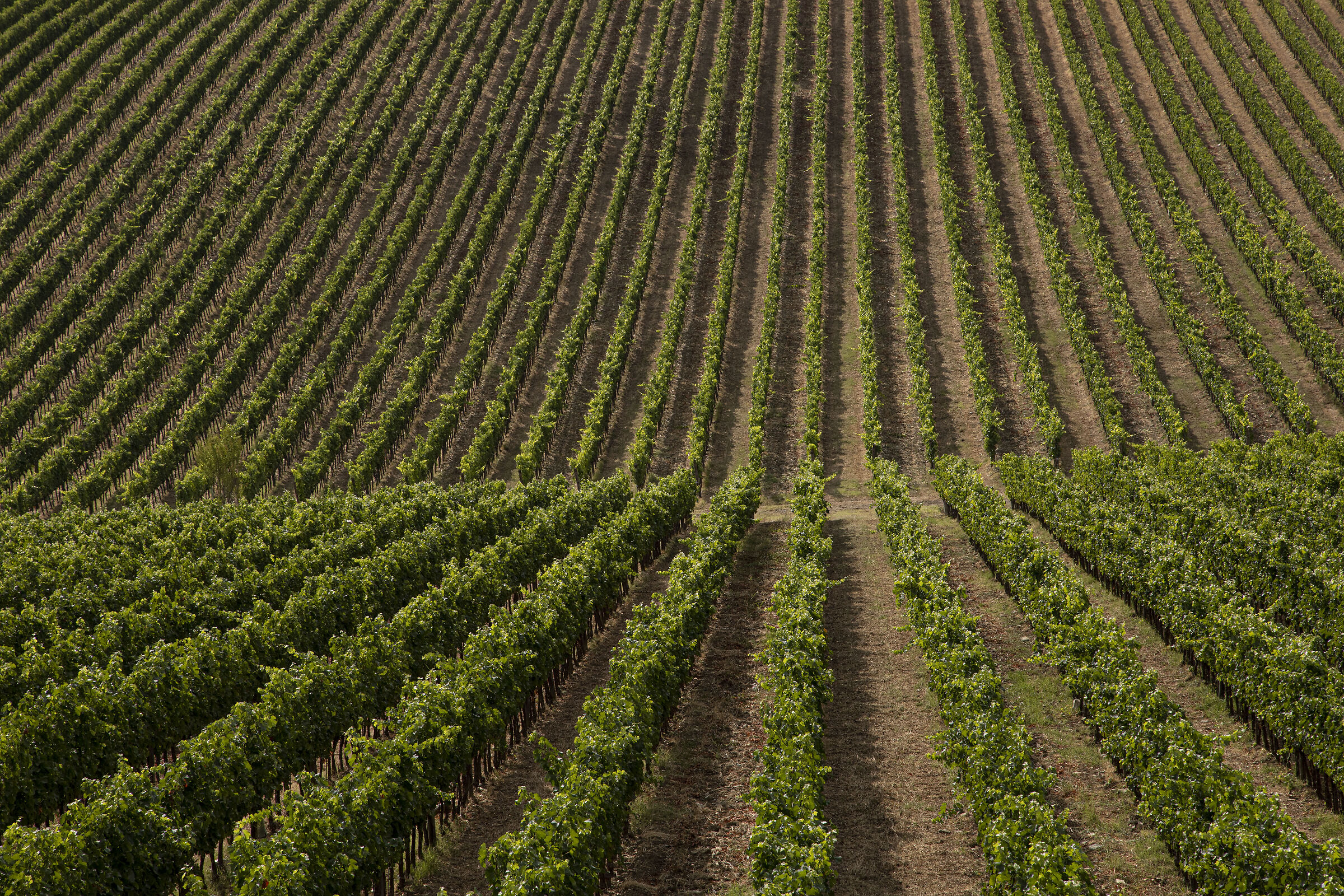 Vigneti