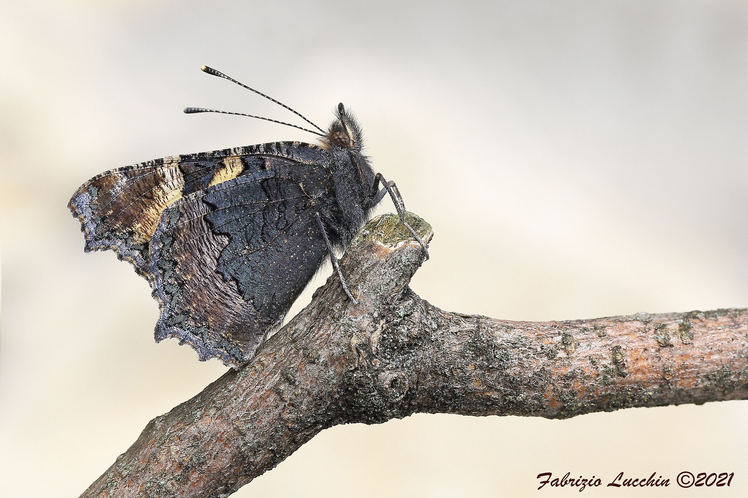 Vanessa dell'ortica (Aglais urticae)