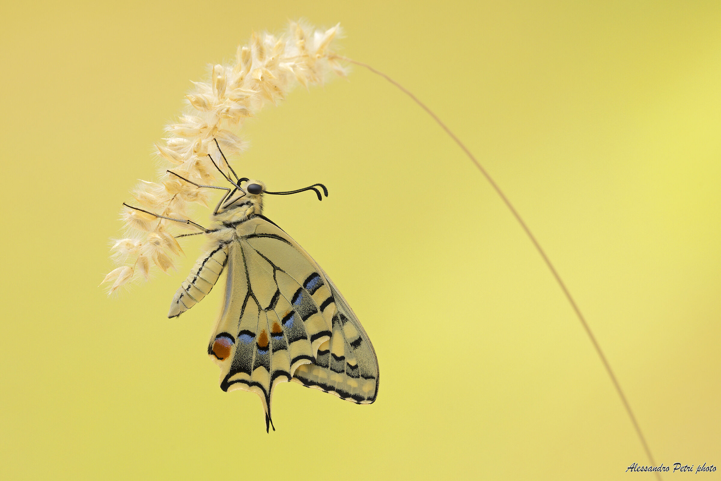 Papilio Machaon